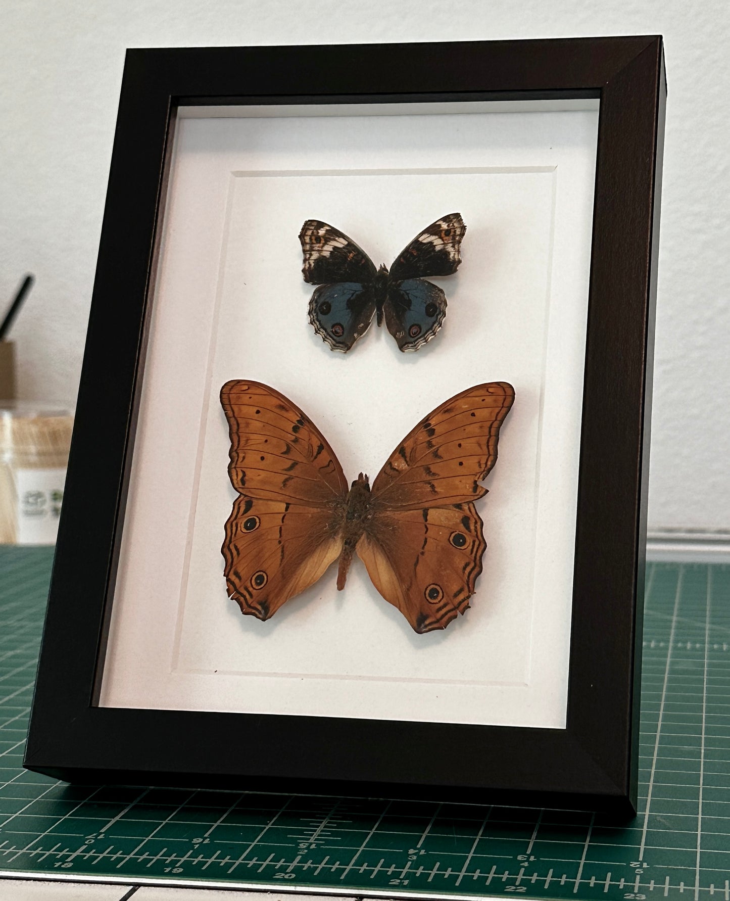 Blue Buckeye Butterfly and Cruiser Butterfly