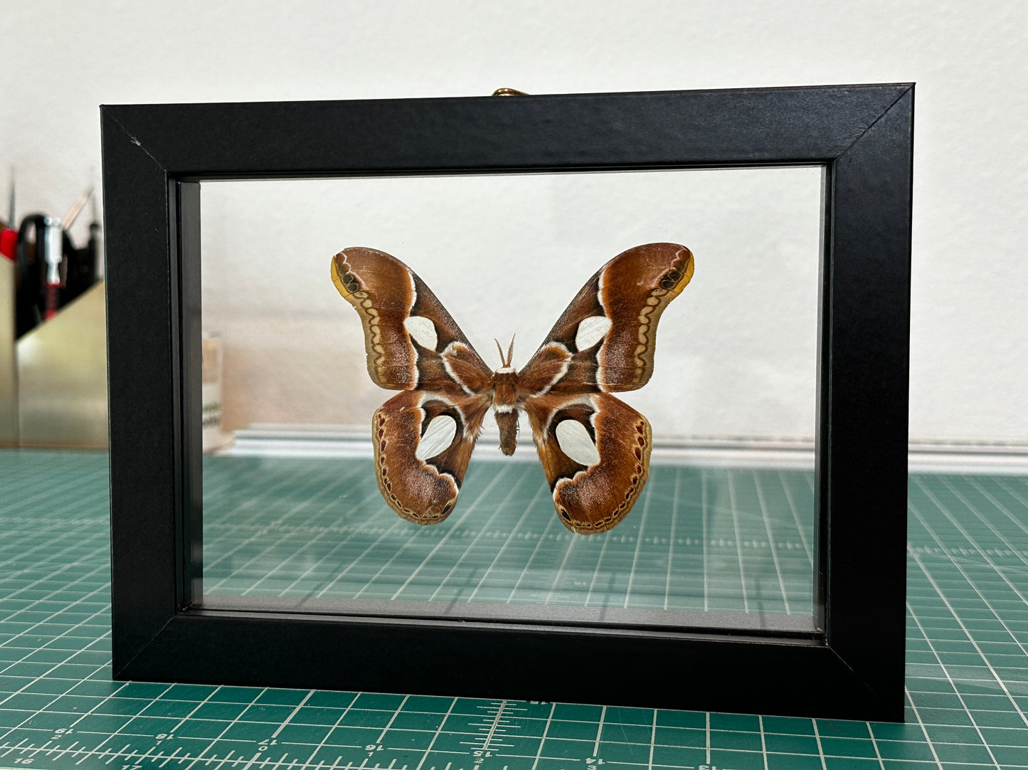 Cincta Silk Moth in floating frame