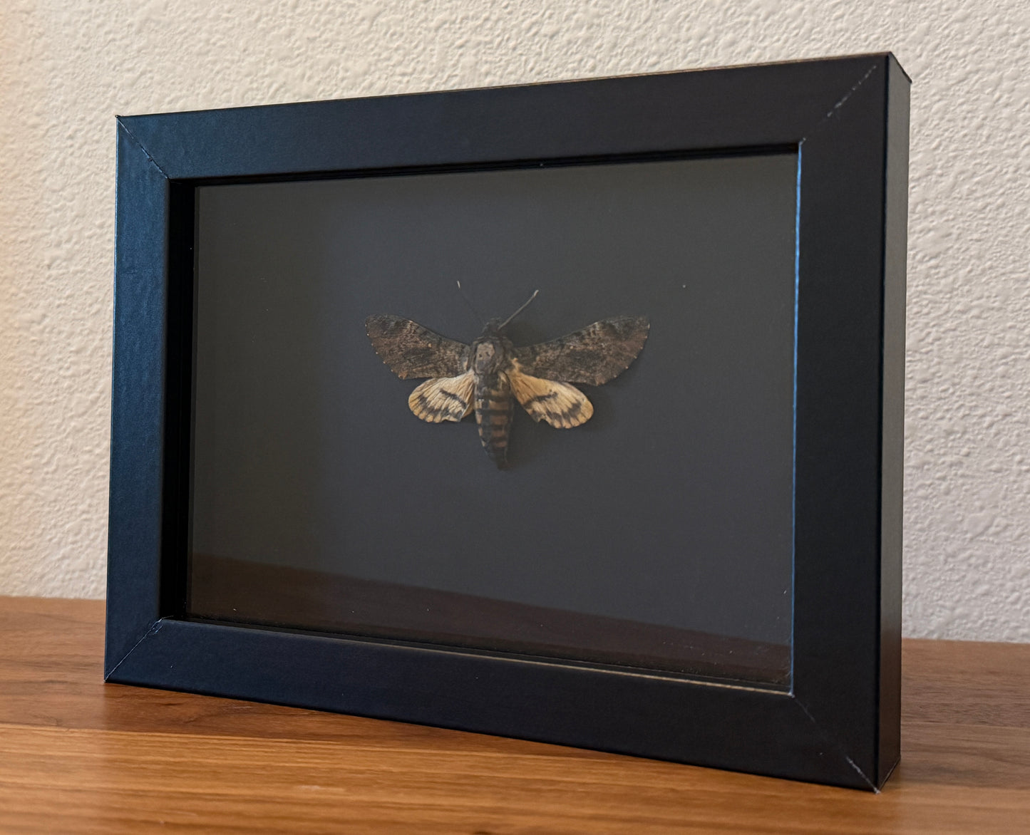 Death's Head Moth on Sirio Ultra Black