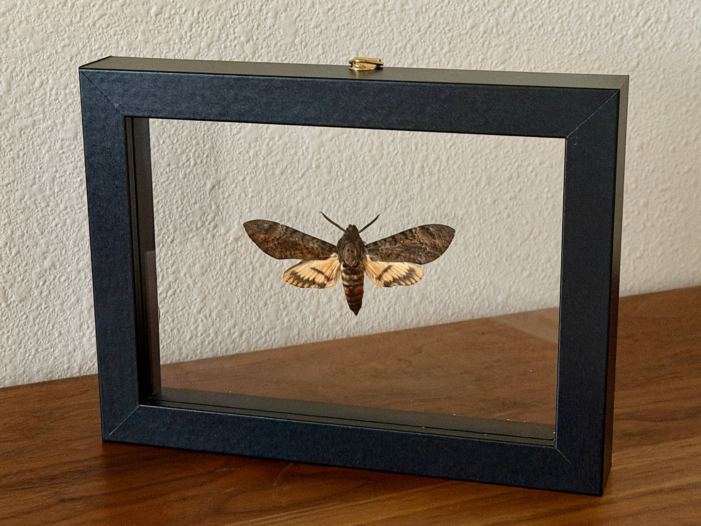 Death's Head Hawk Moth in floating frame