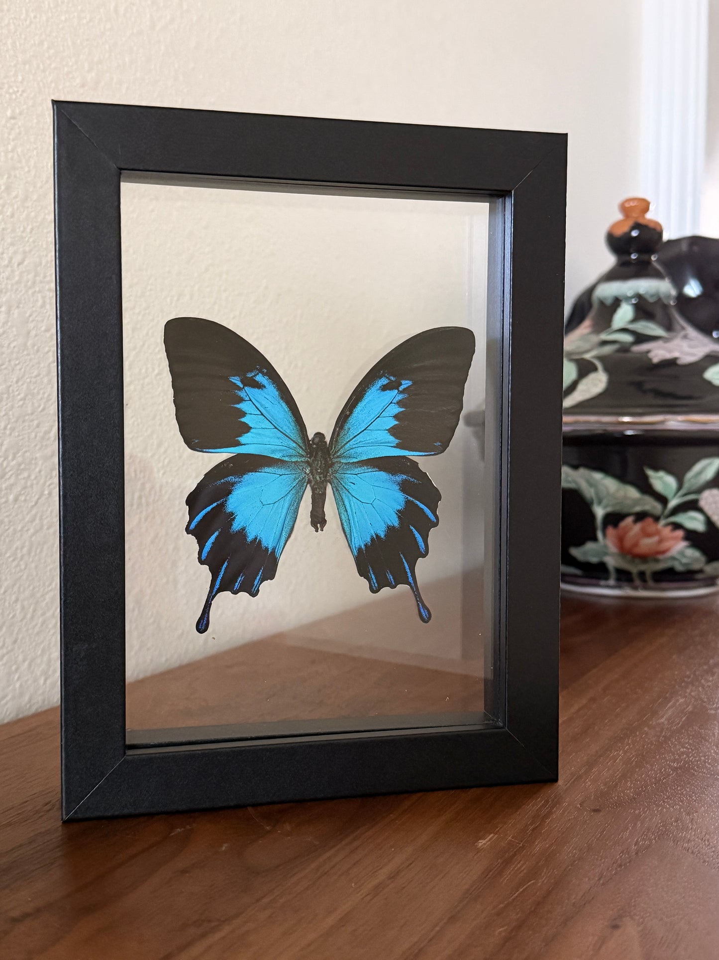 Blue Mountain Swallowtail Butterfly
