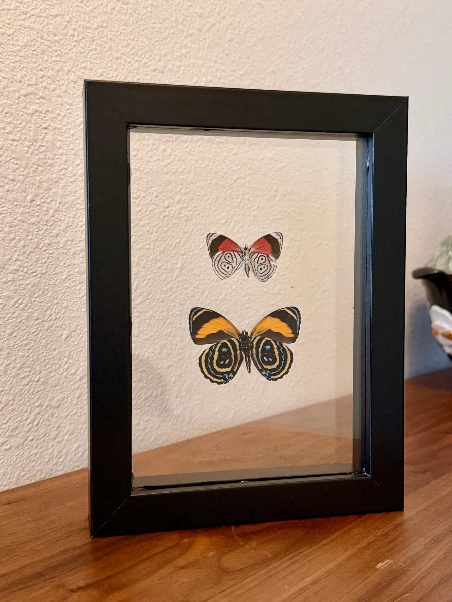 Cramer's 88 and Superb Numberwing Butterflies