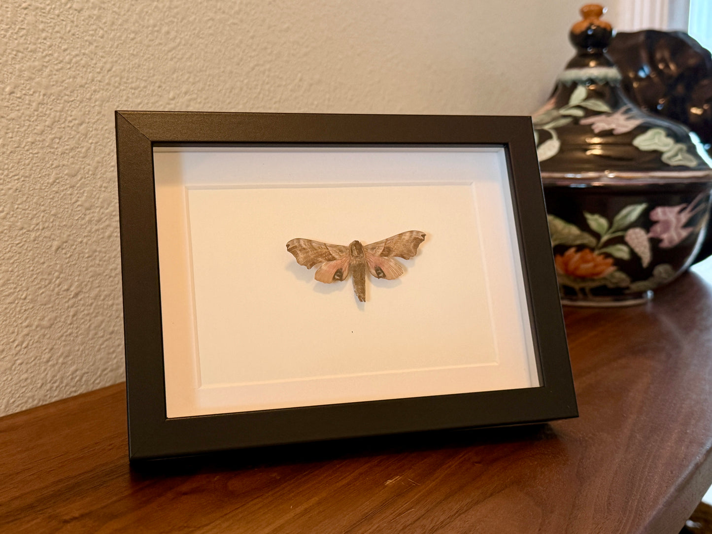 Twin Eyed Sphinx Moth