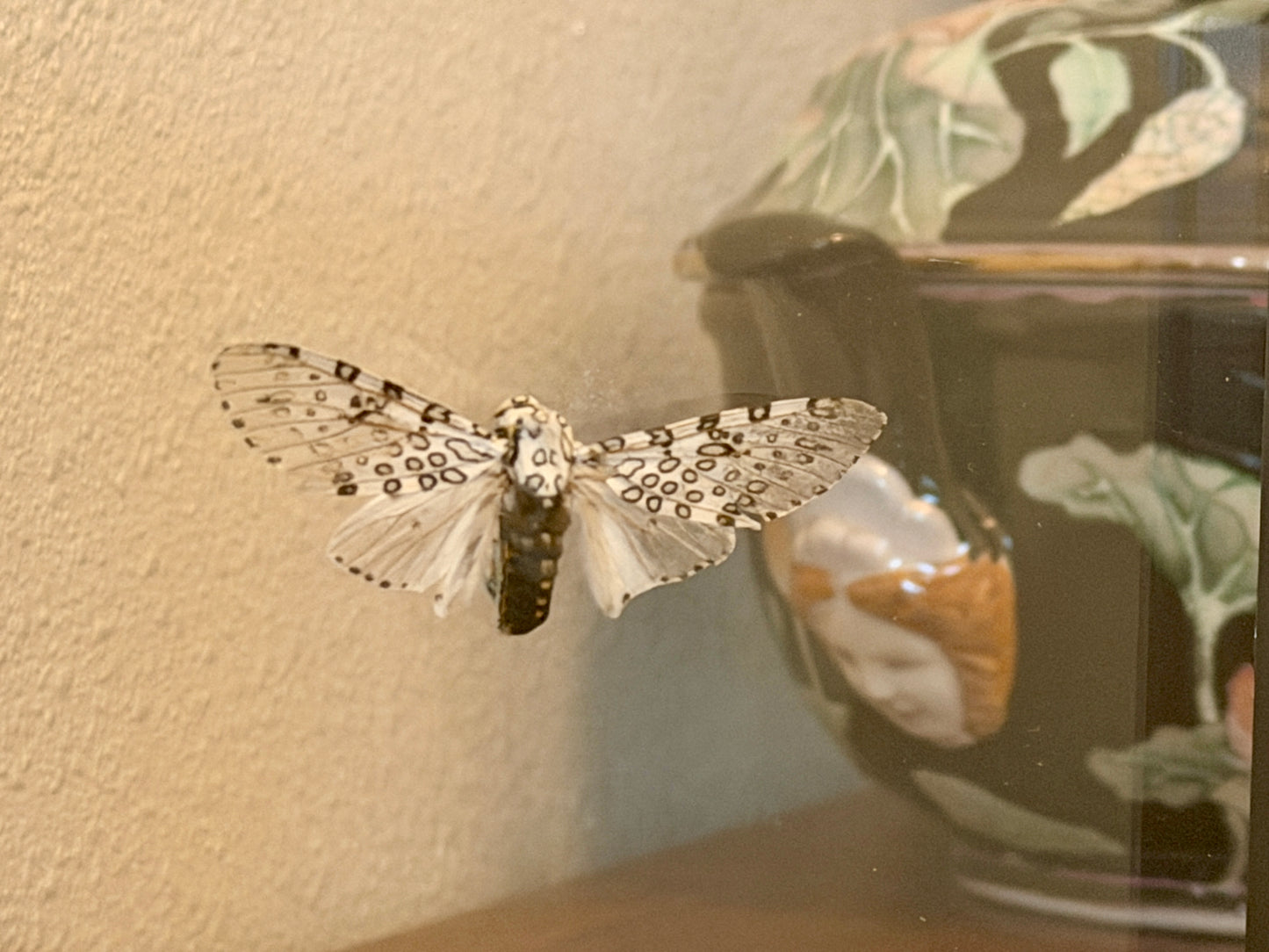 Leopard Moth