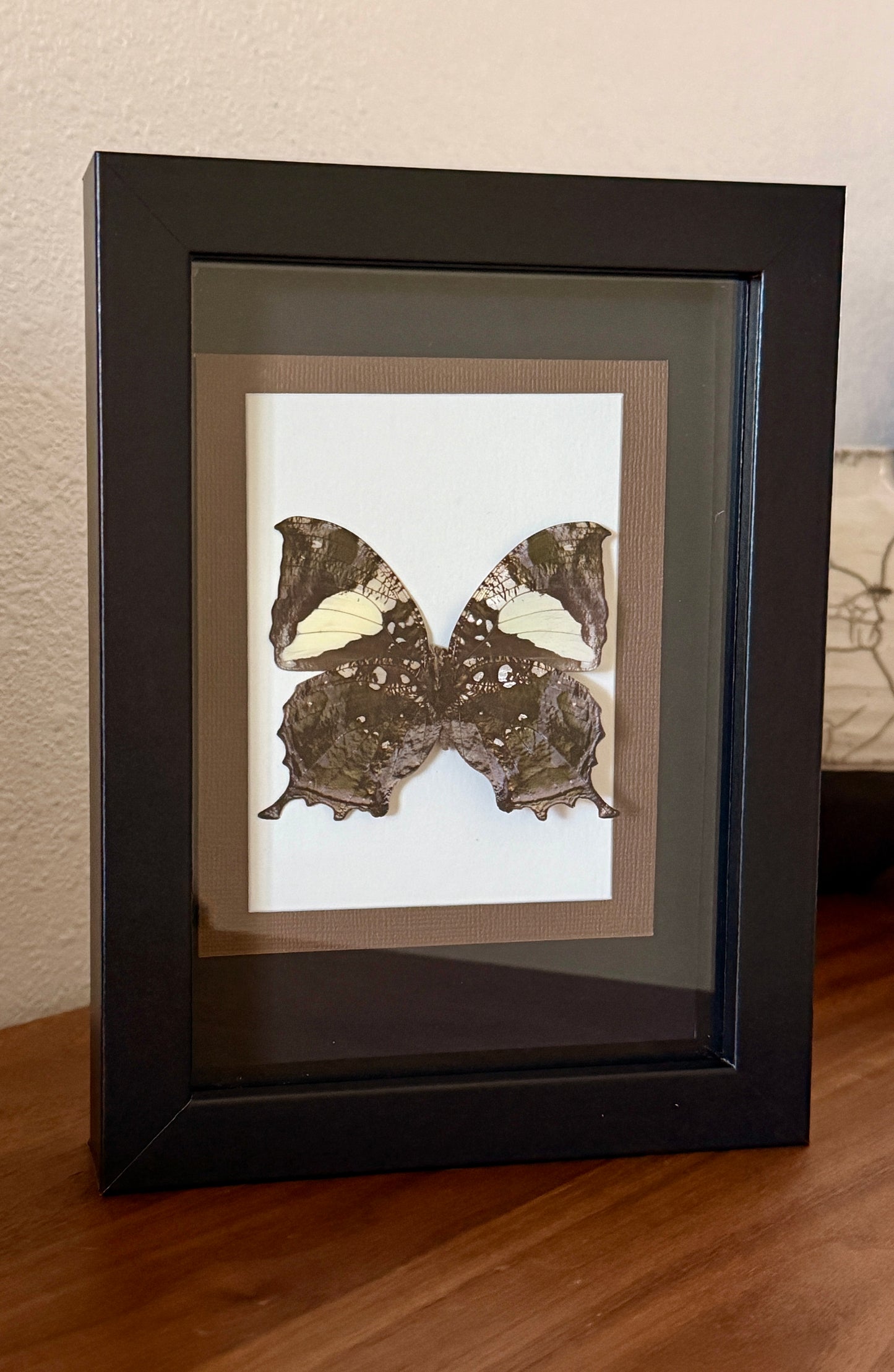 Jazzy Leafwing Butterfly