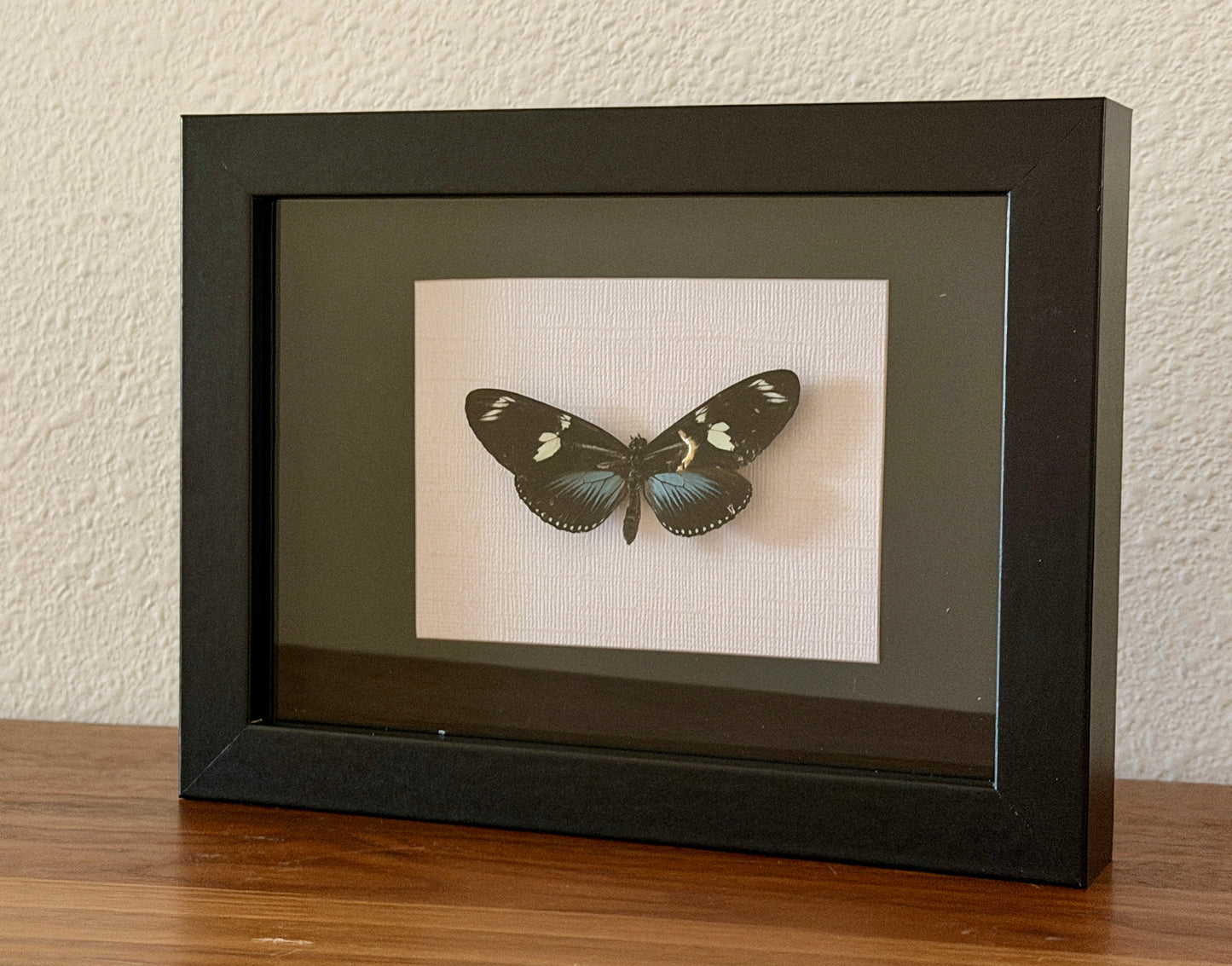 Kintsugi Doris Longwing Butterfly