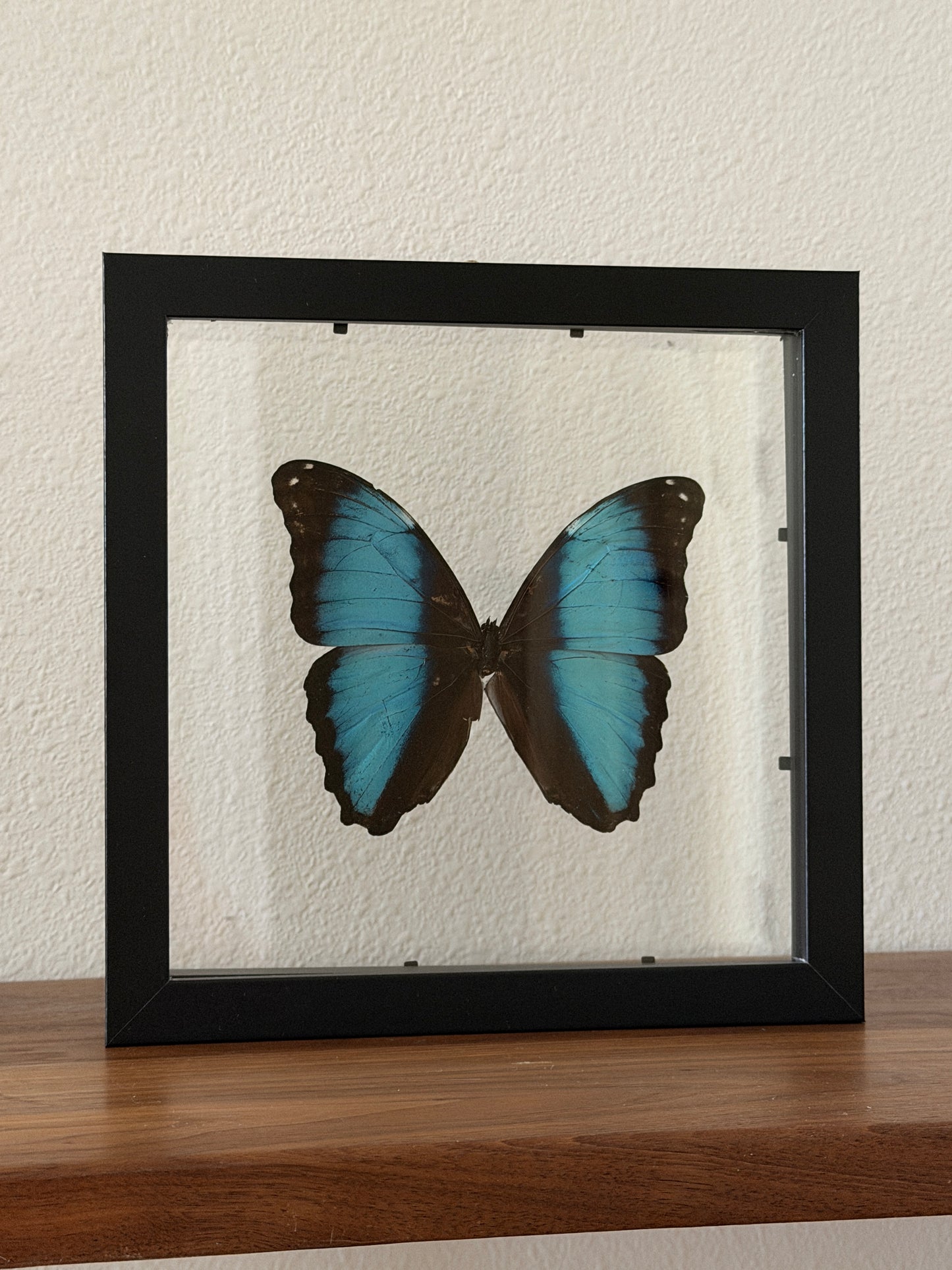 Morpho Deidamia in 8x8 floating frame