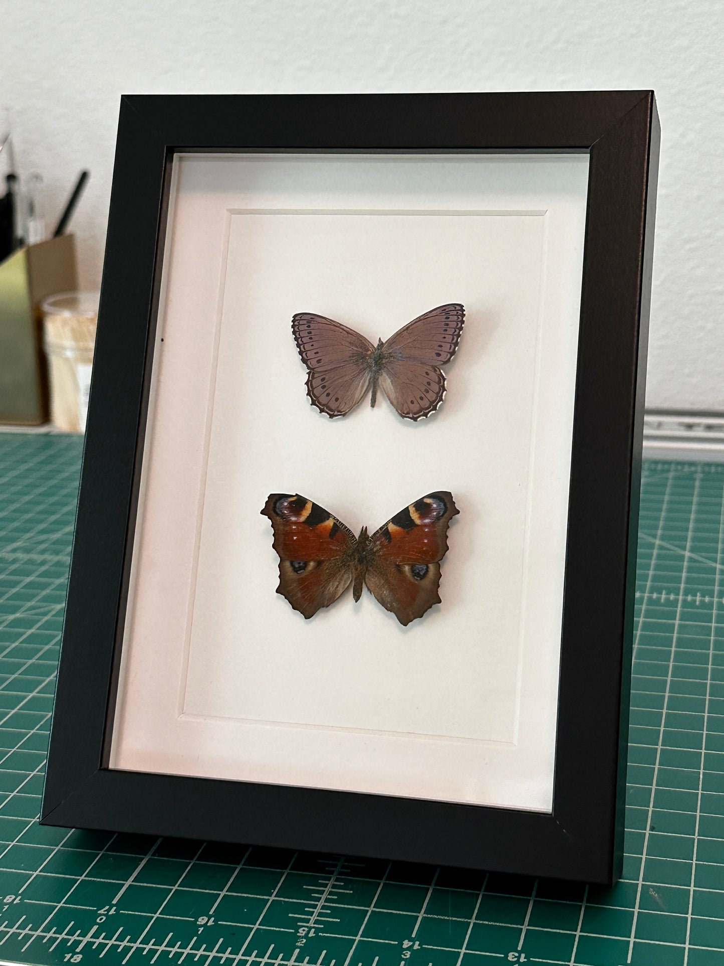Spotted Lilac Tree Nymph Butterfly and European Peacock Butterfly