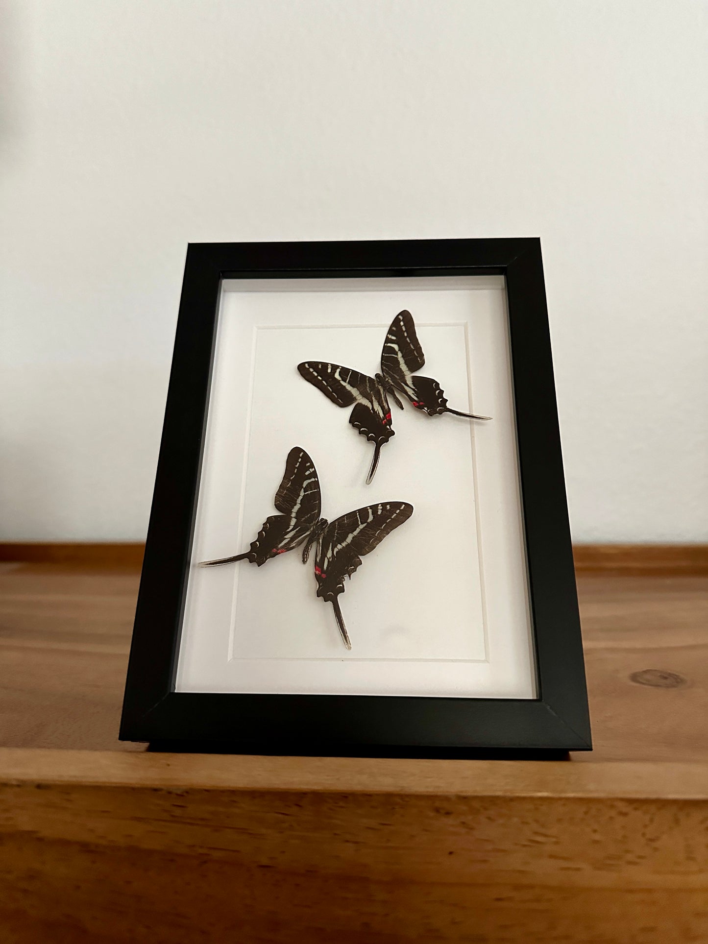 Two Dark Zebra Swallowtail Butterflies