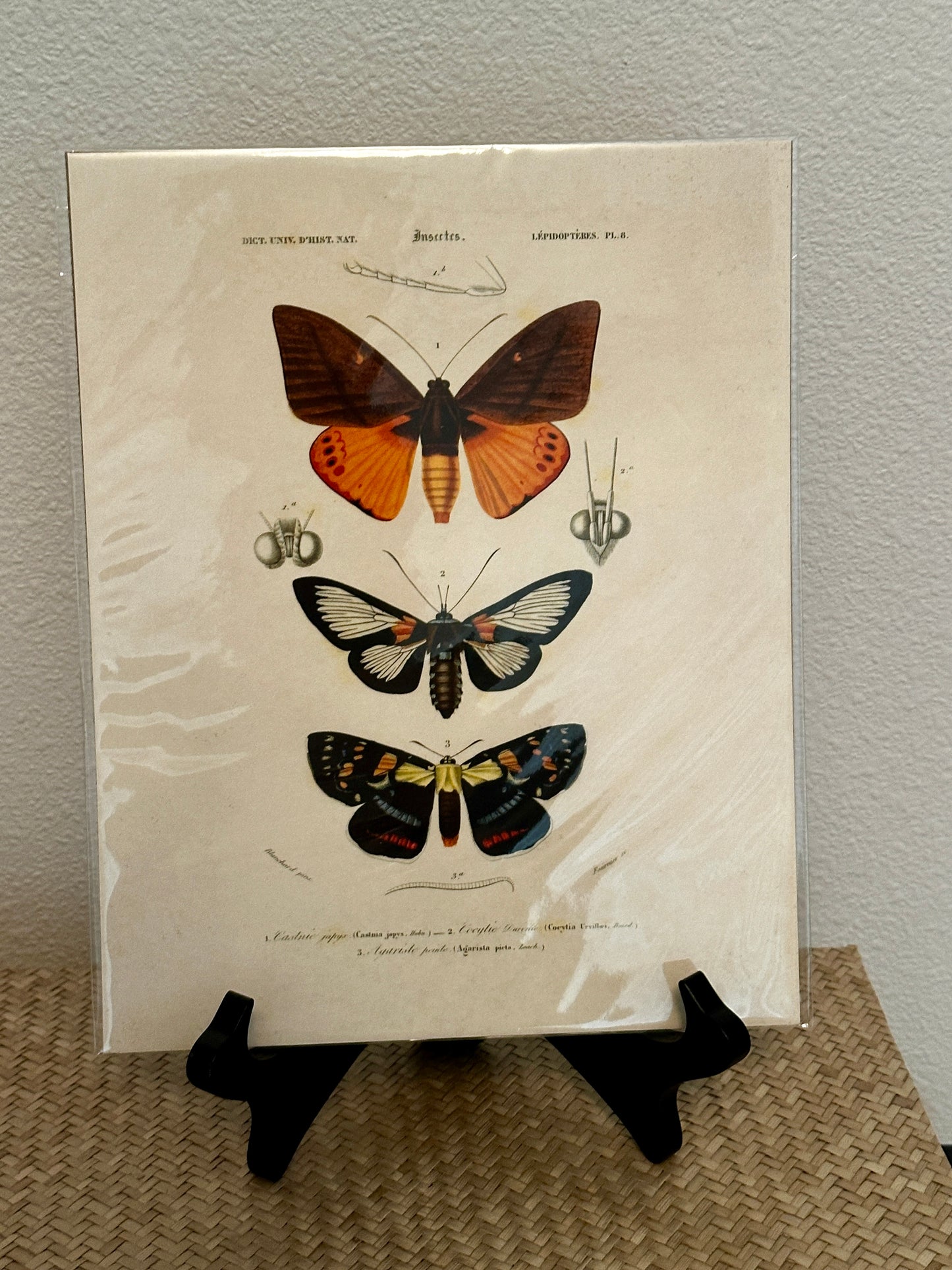 Curious Prints Vintage D'orbigny Moth