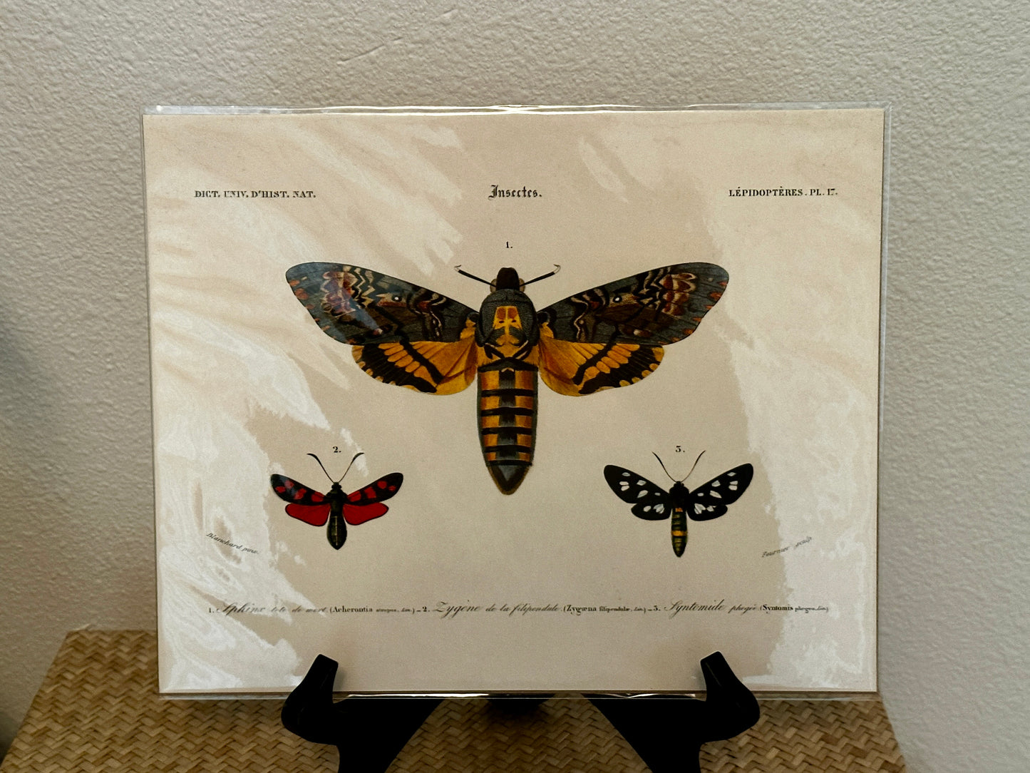 Curious Prints Vintage D'orbigny Sphinx Moth