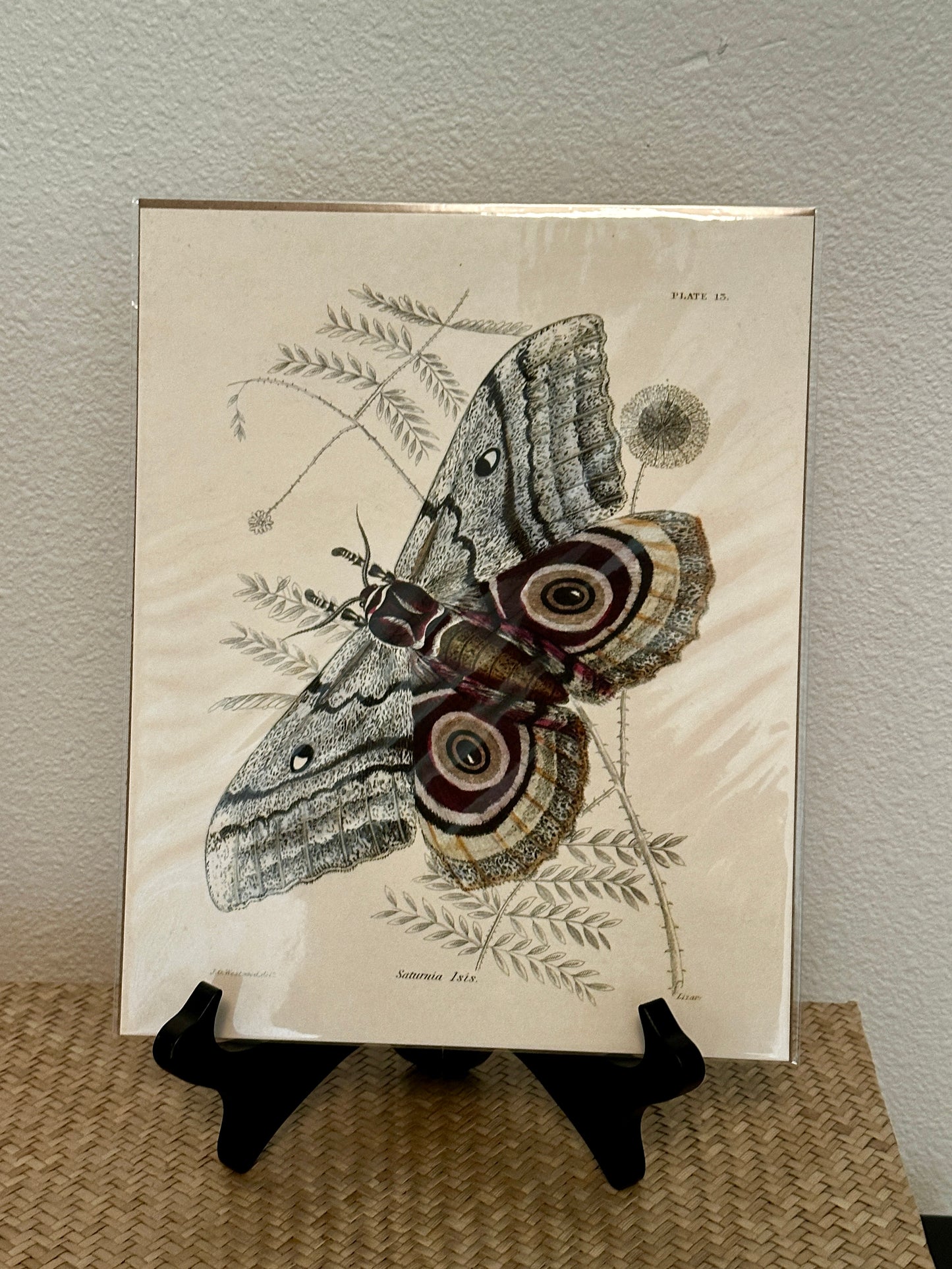 Curious Prints Vintage Insect Saturnia Isis Moth