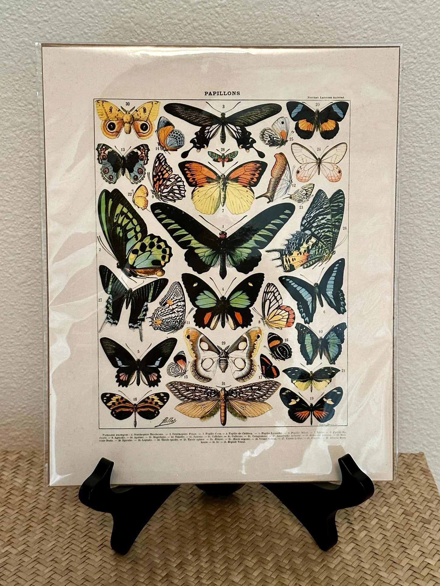 Curious Prints Vintage Millot Butterfly I