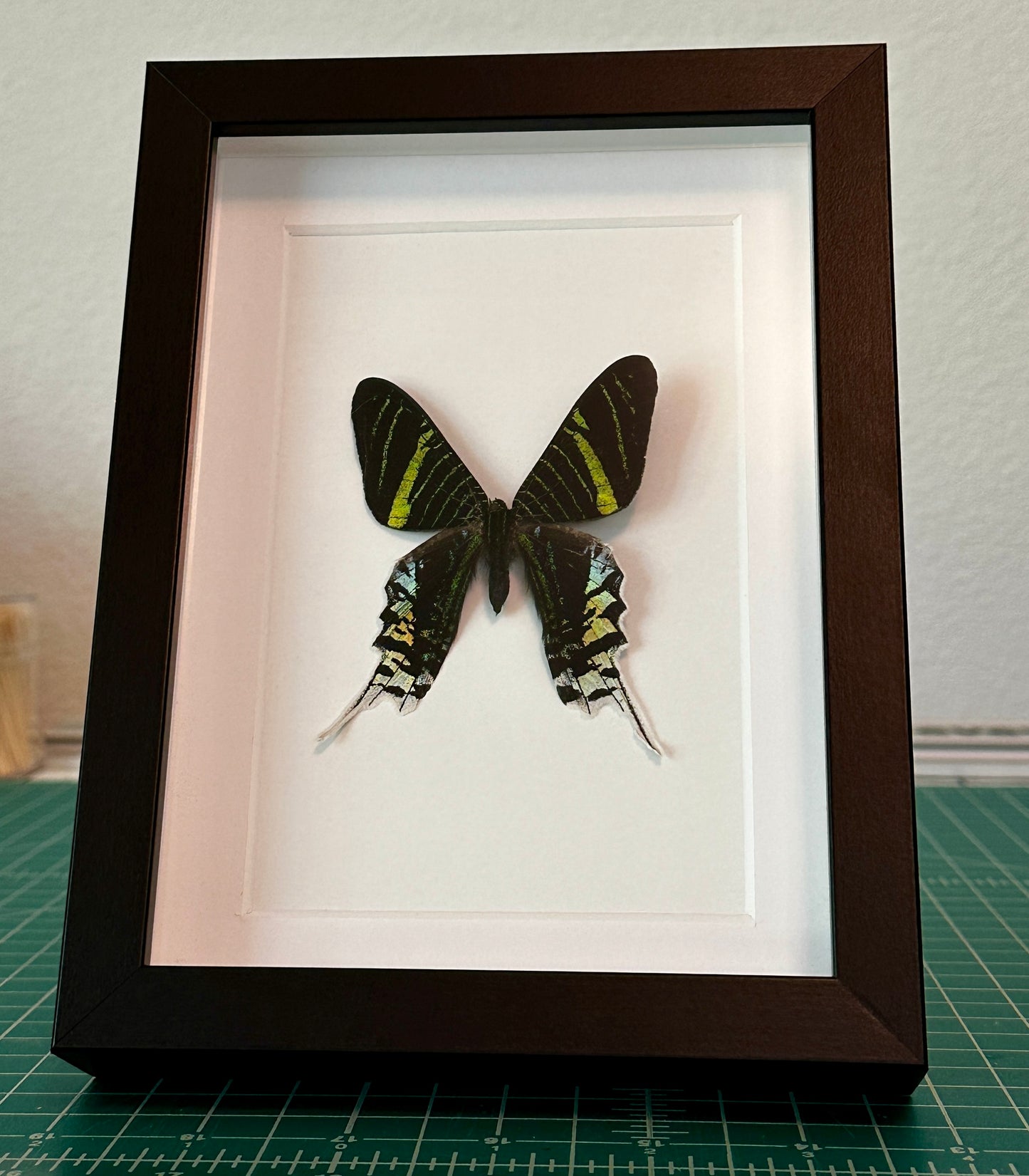 Green-Banded Urania