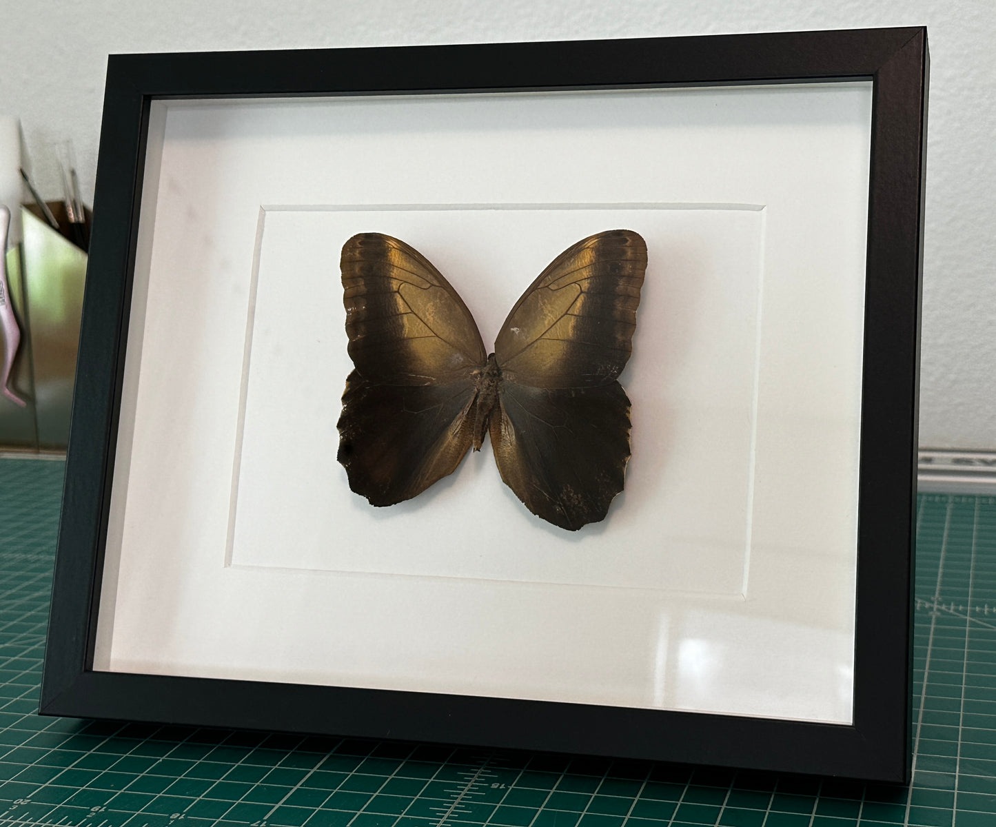 Giant Owl Butterfly