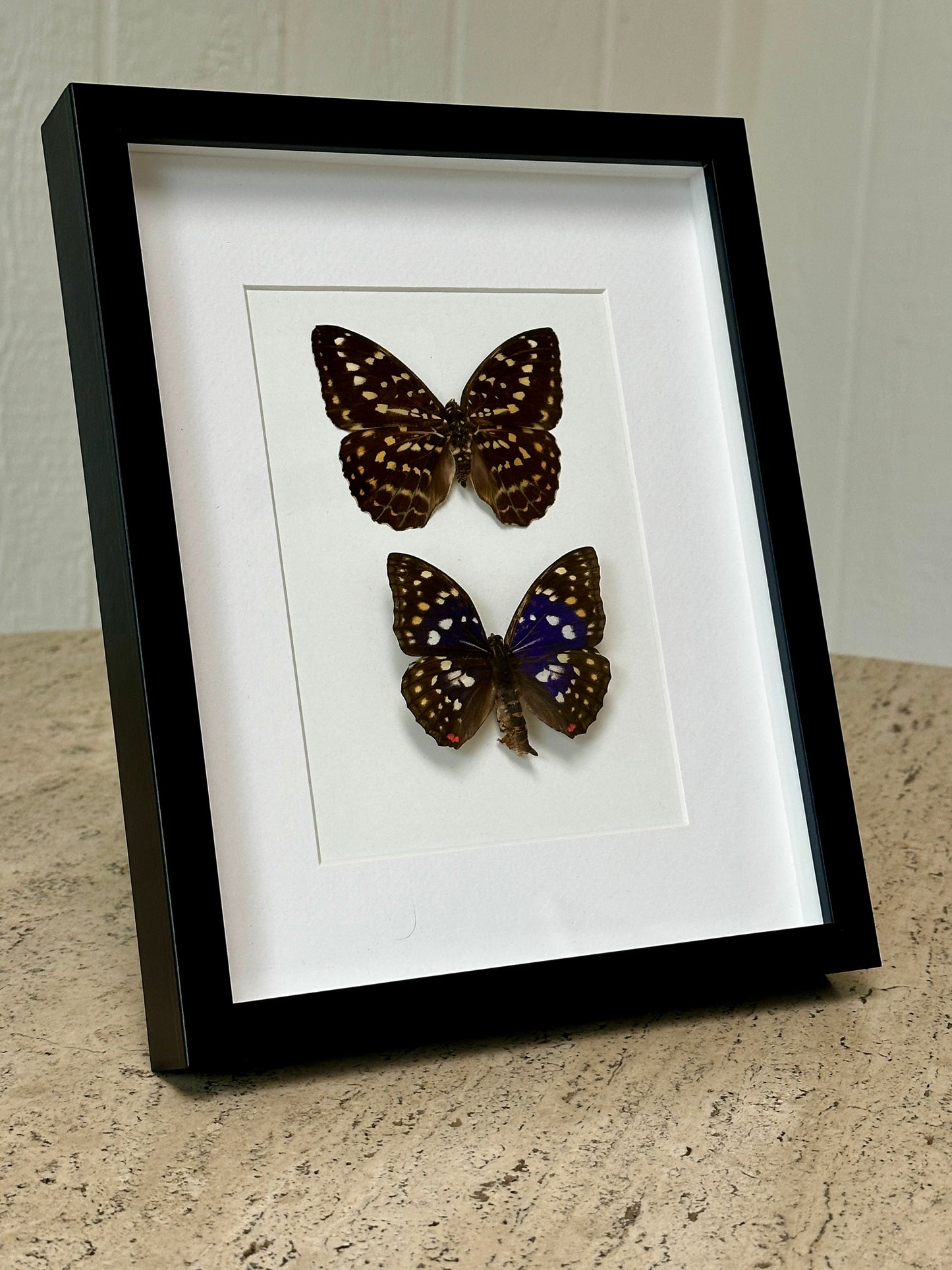 Great Purple Emperor Butterfly and Archduke Butterfly