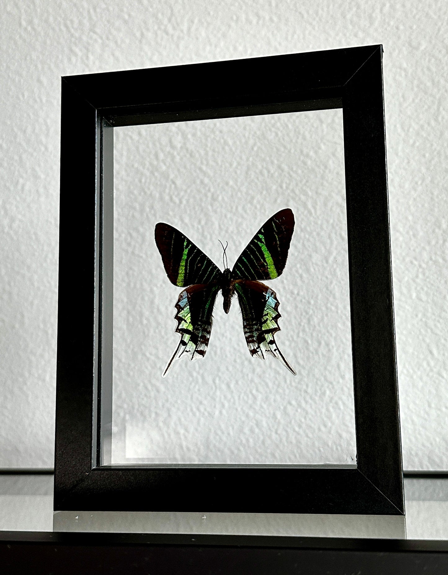 Green-Banded Urania Moth in Floating Frame
