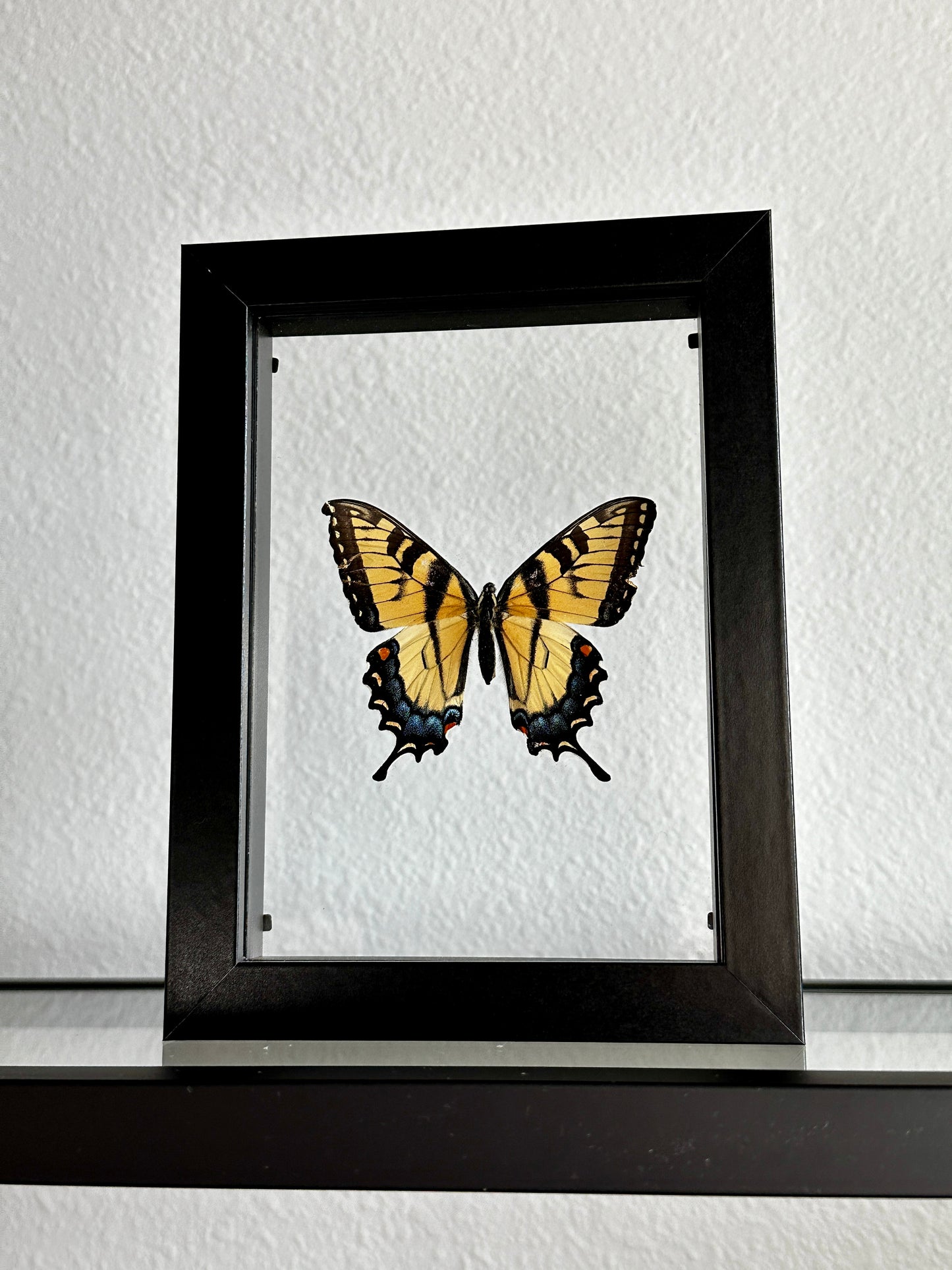 Kintsugi Eastern Tiger Swallowtail Butterfly