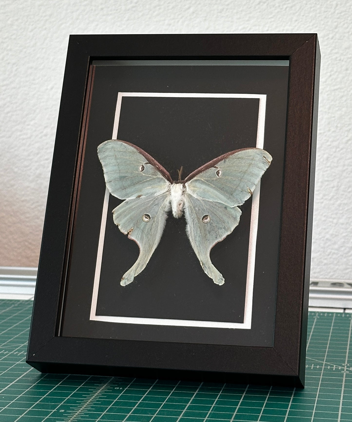 Kintsugi Luna Moth