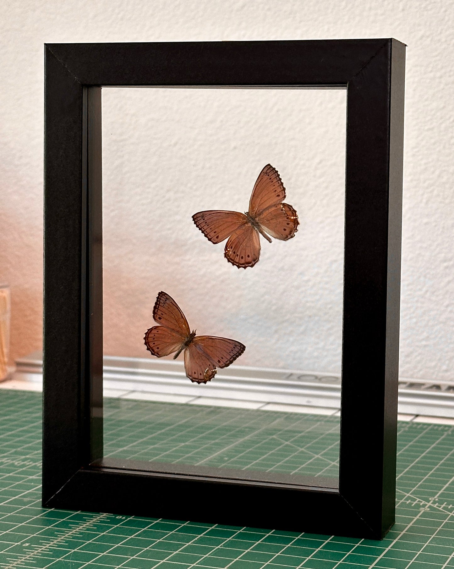 Kintsugi Spotted Lilac Tree Nymph Butterfly Pair