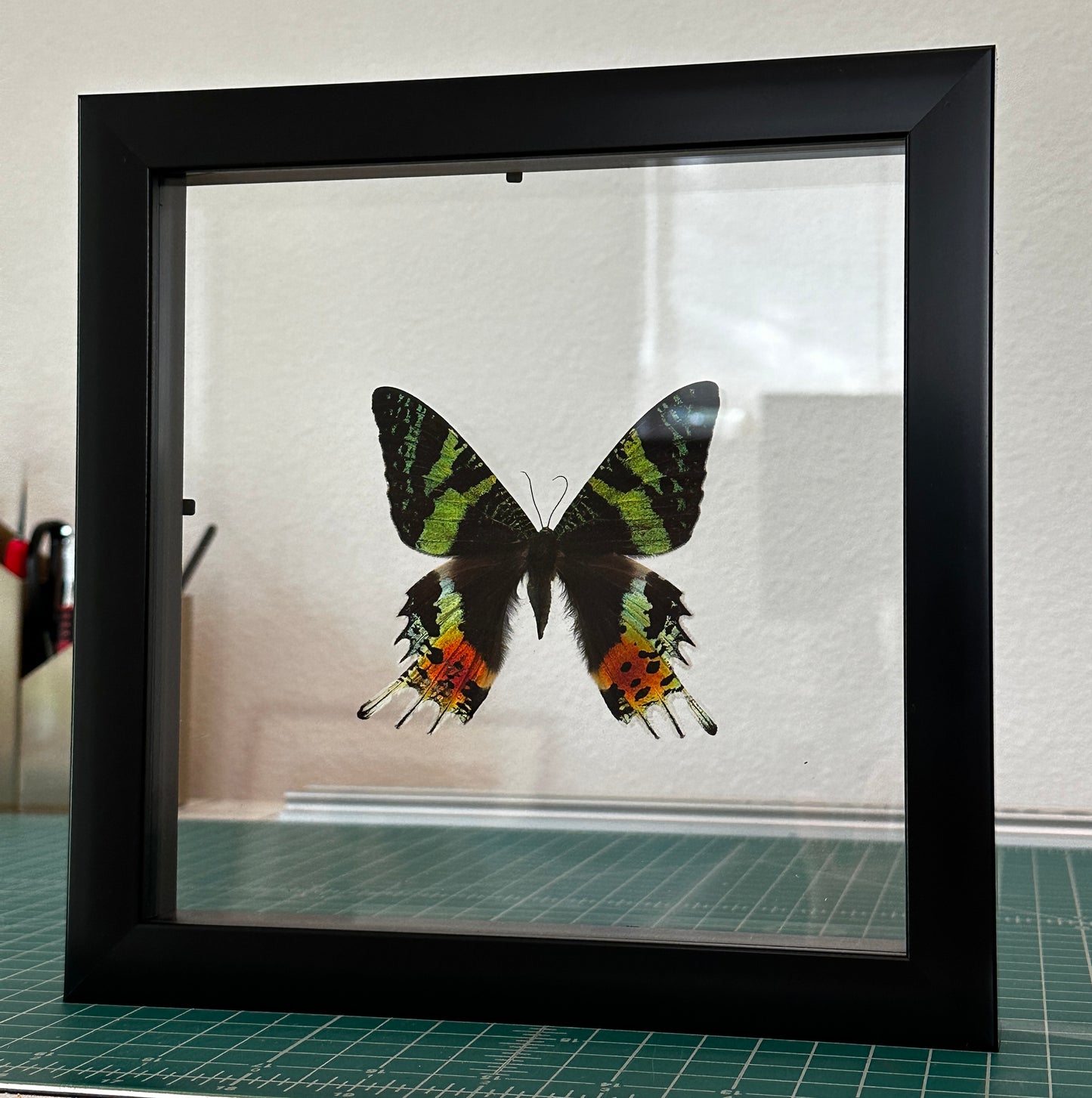 Madagascar Sunset Moth