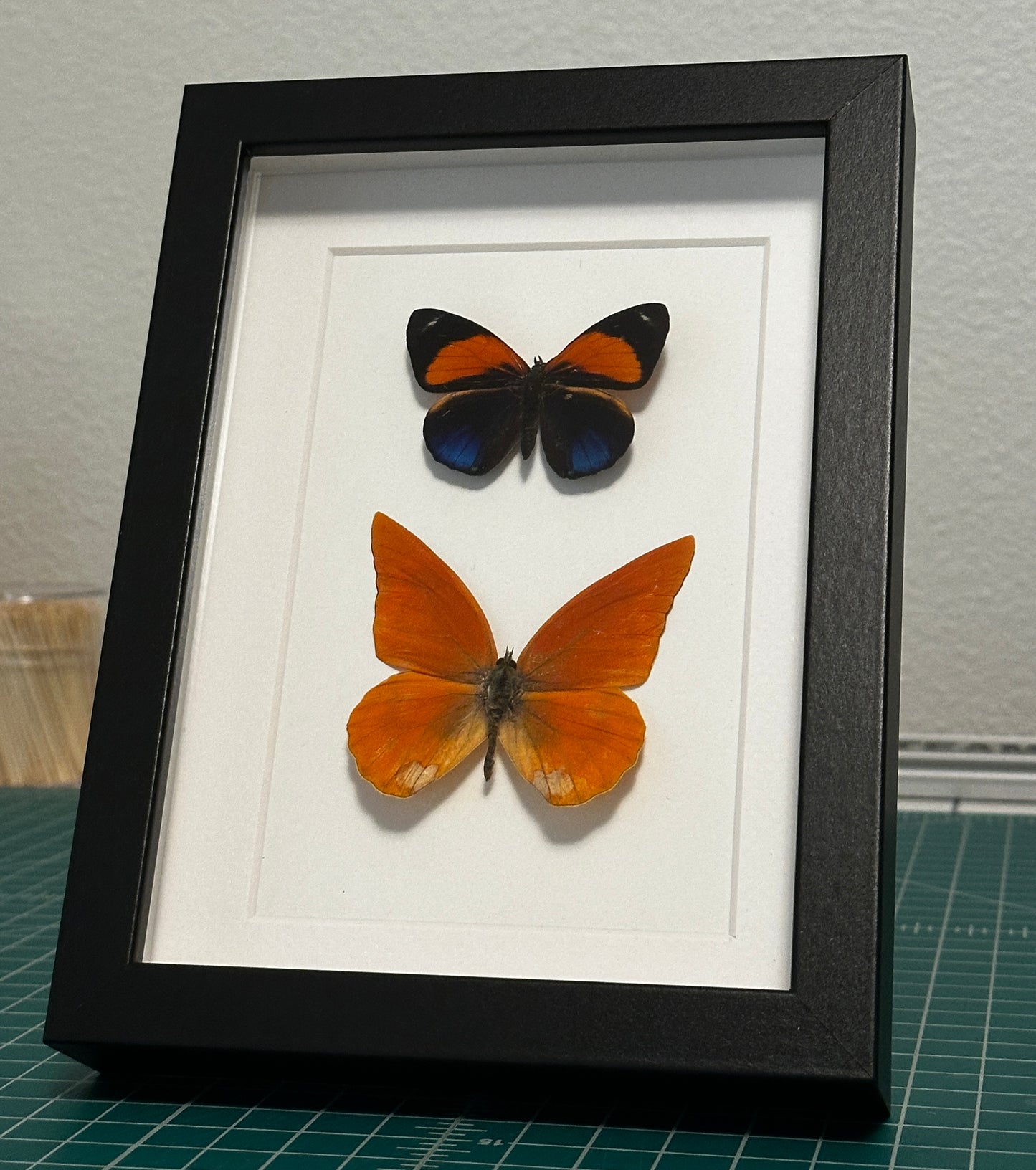 Orange Albatross and Dotted Glory Butterfly
