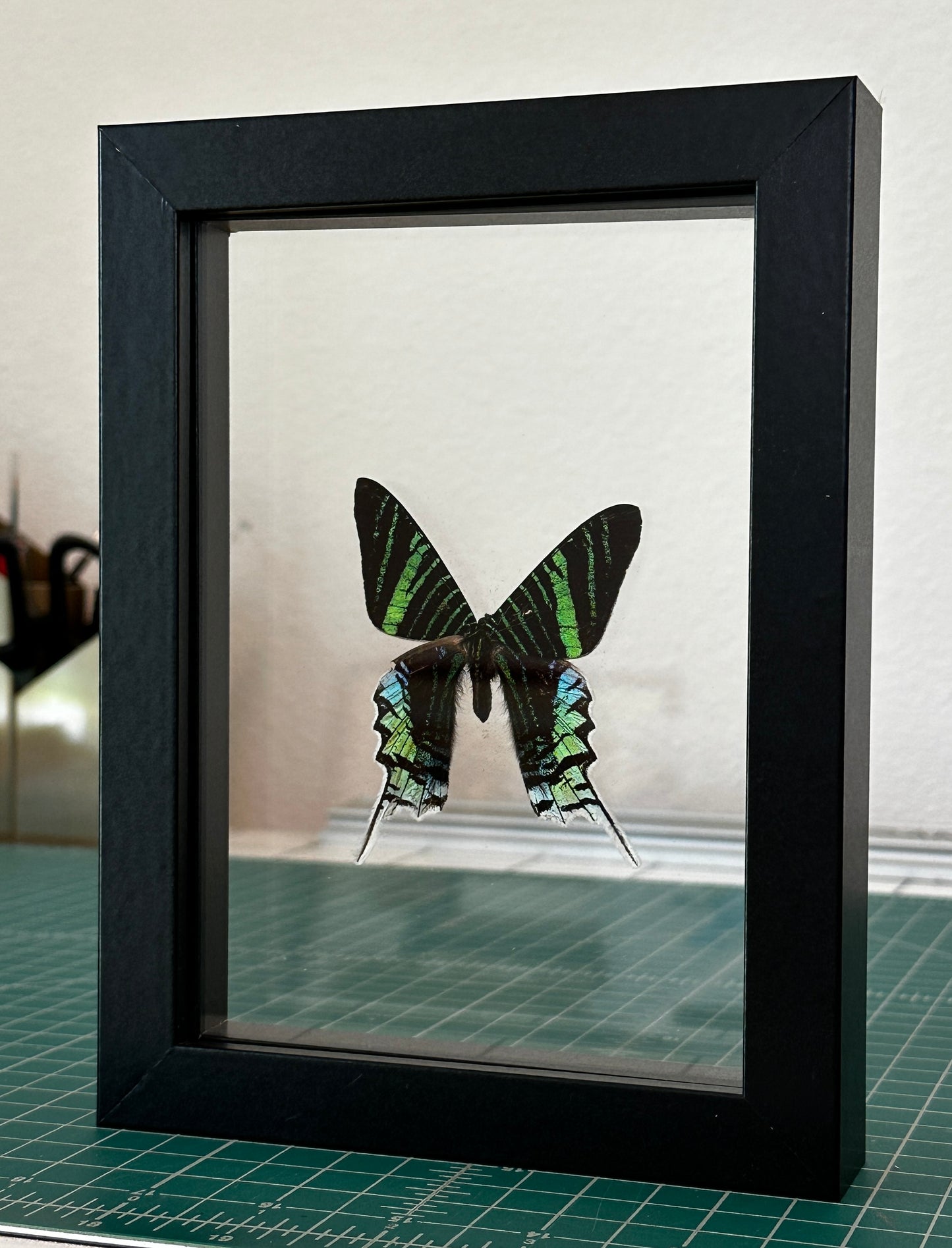 Green-Banded Urania Moth in Floating Frame