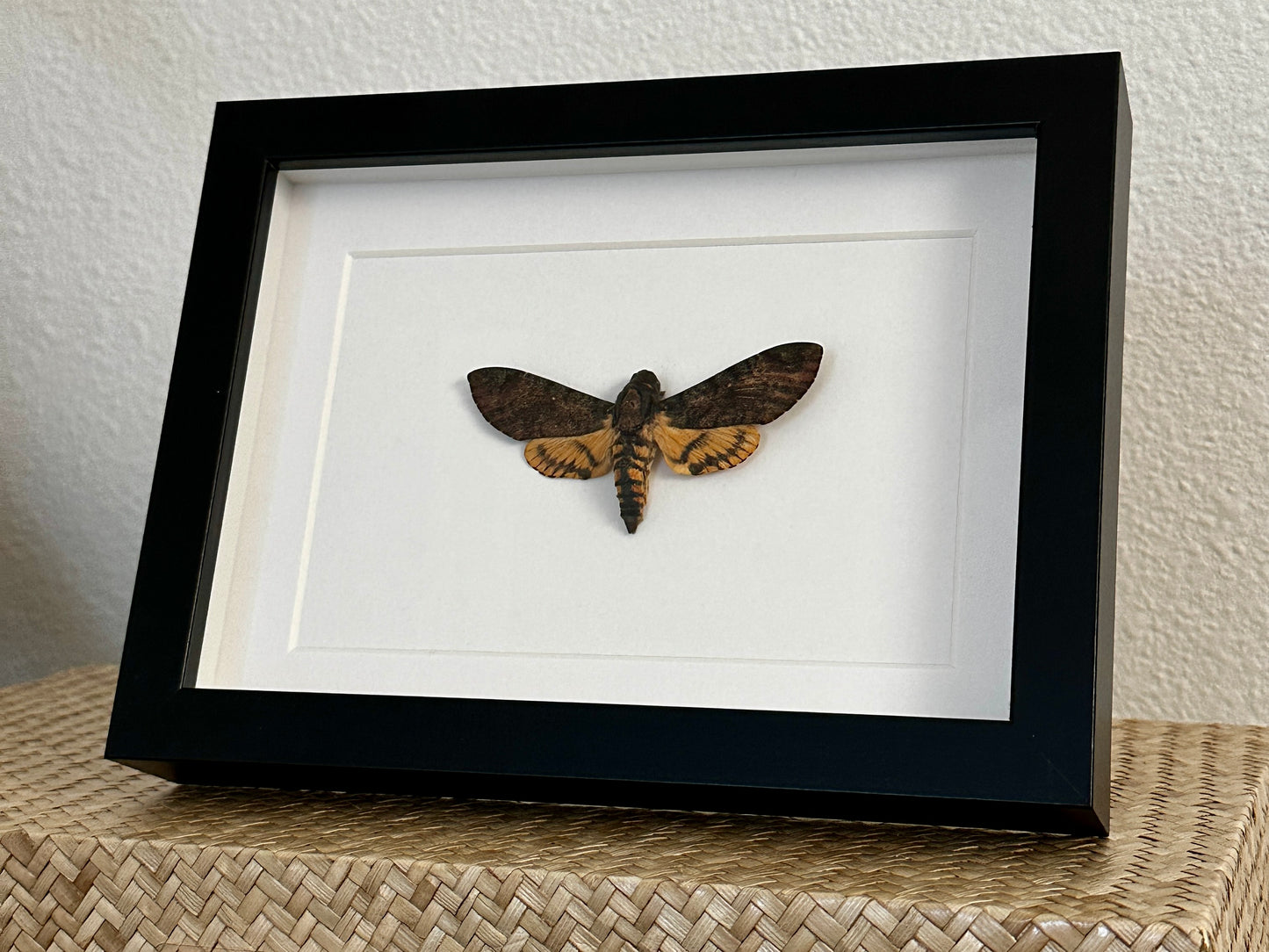 Death's Head Hawk Moth