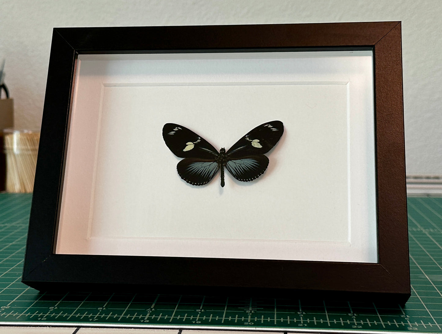 Doris Longwing Butterfly