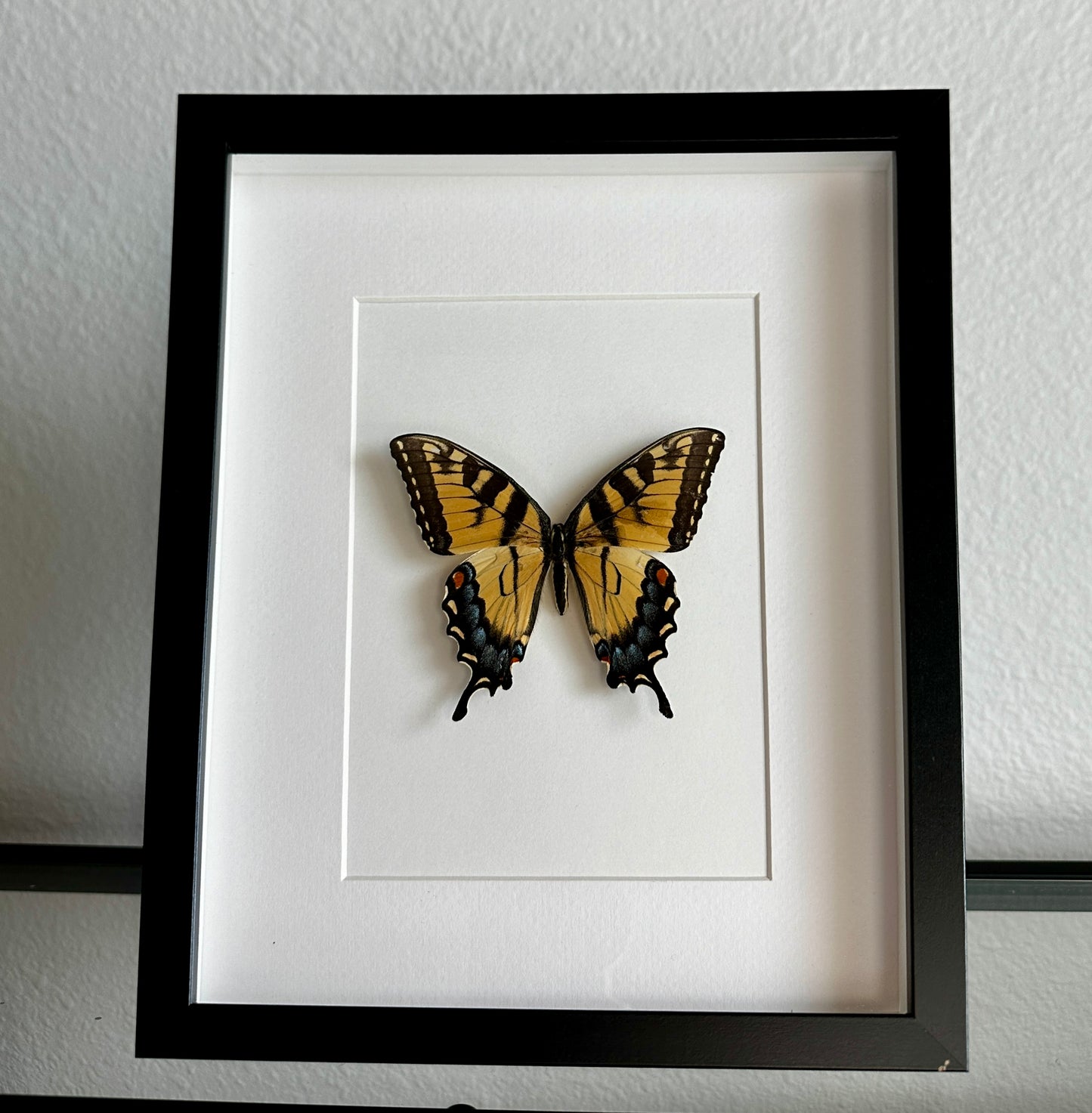 Eastern Tiger Swallowtail Butterfly