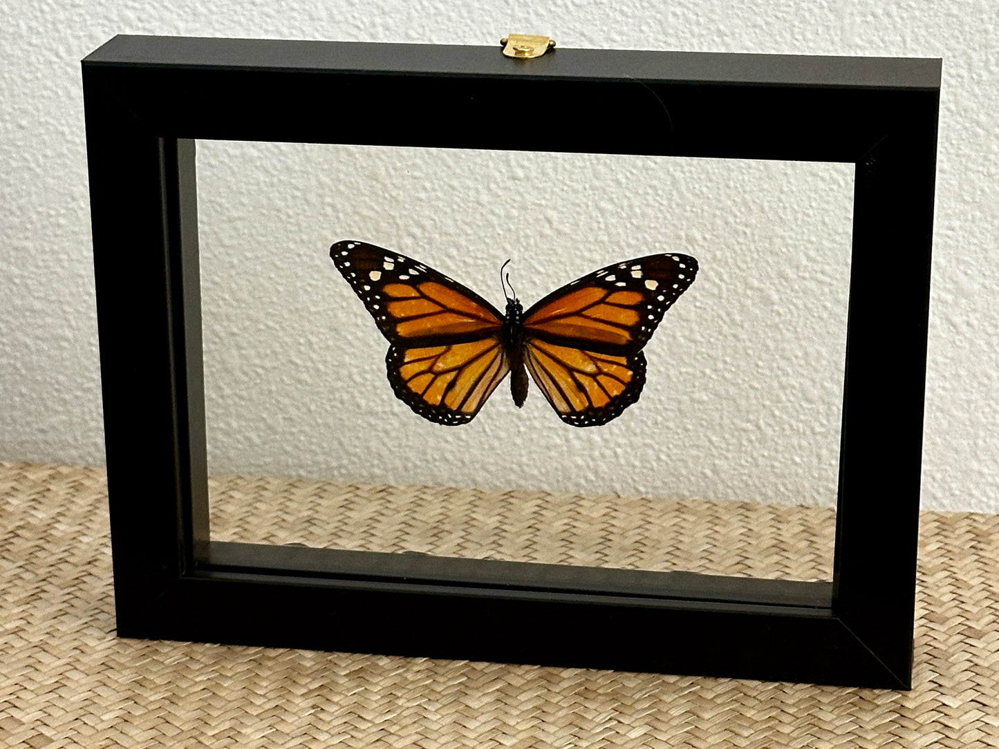 Floating Monarch Butterfly