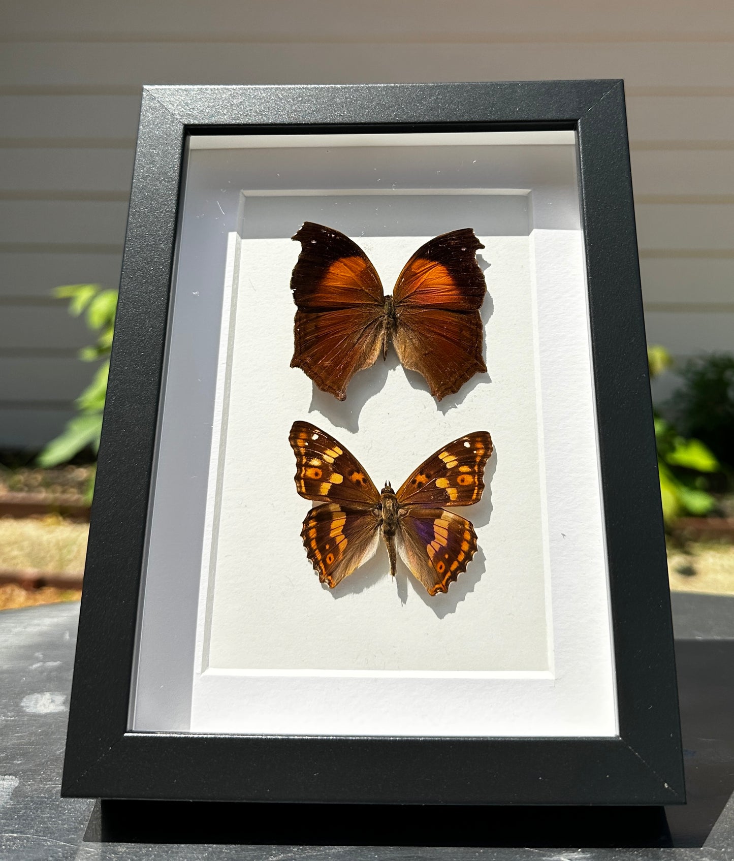 Lilac Mother of Pearl Butterfly and Purple Emperor Butterfly