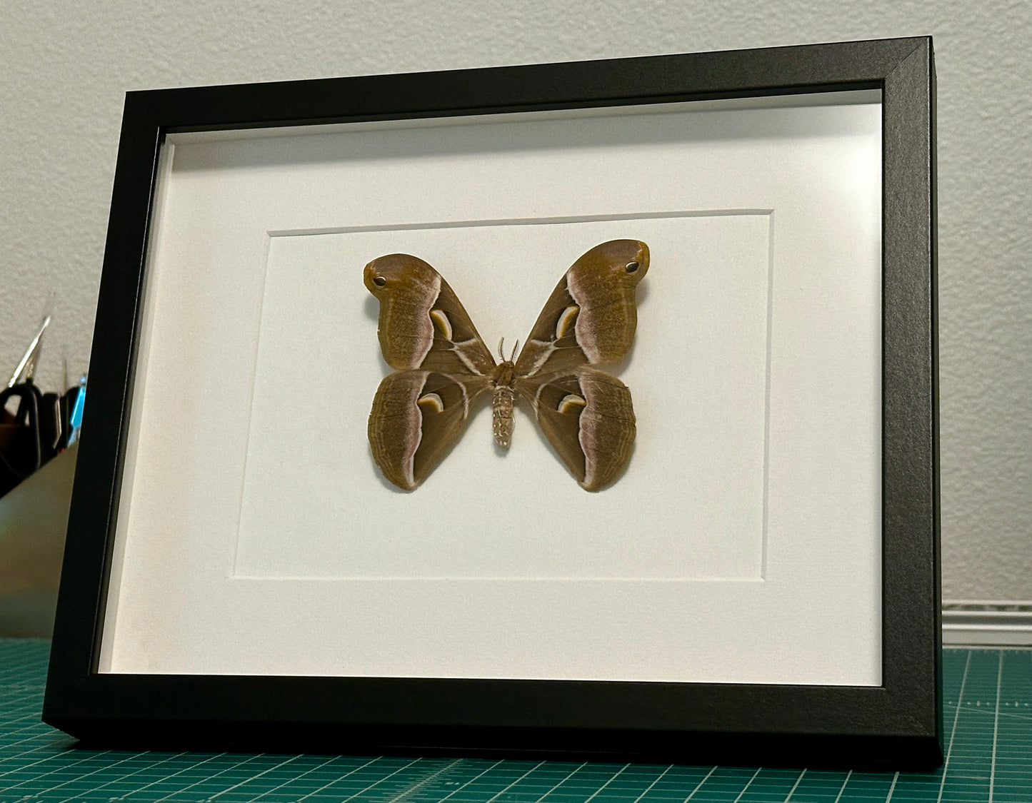 Ailanthus Silk Moth
