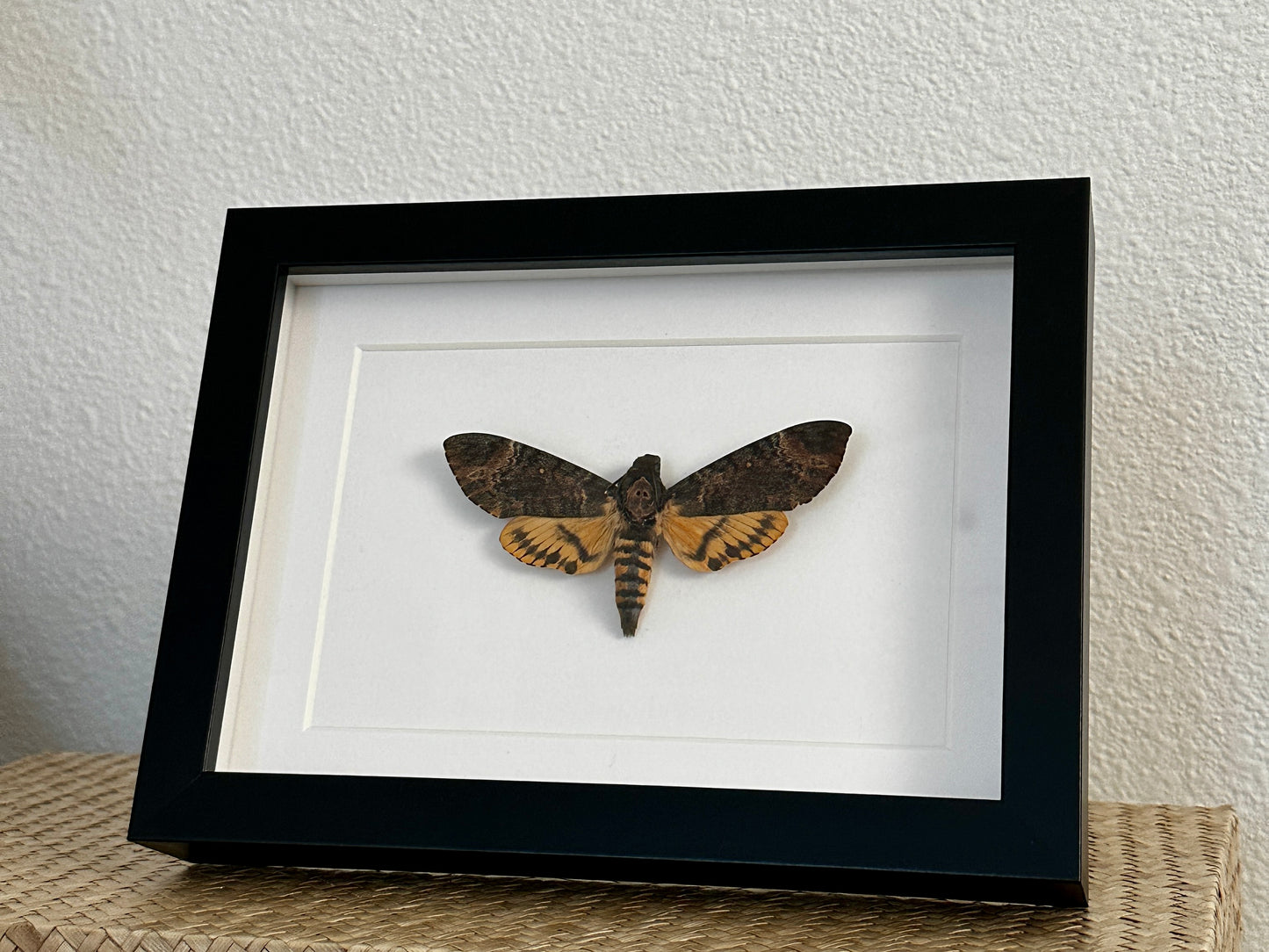 Death's Head Hawk Moth
