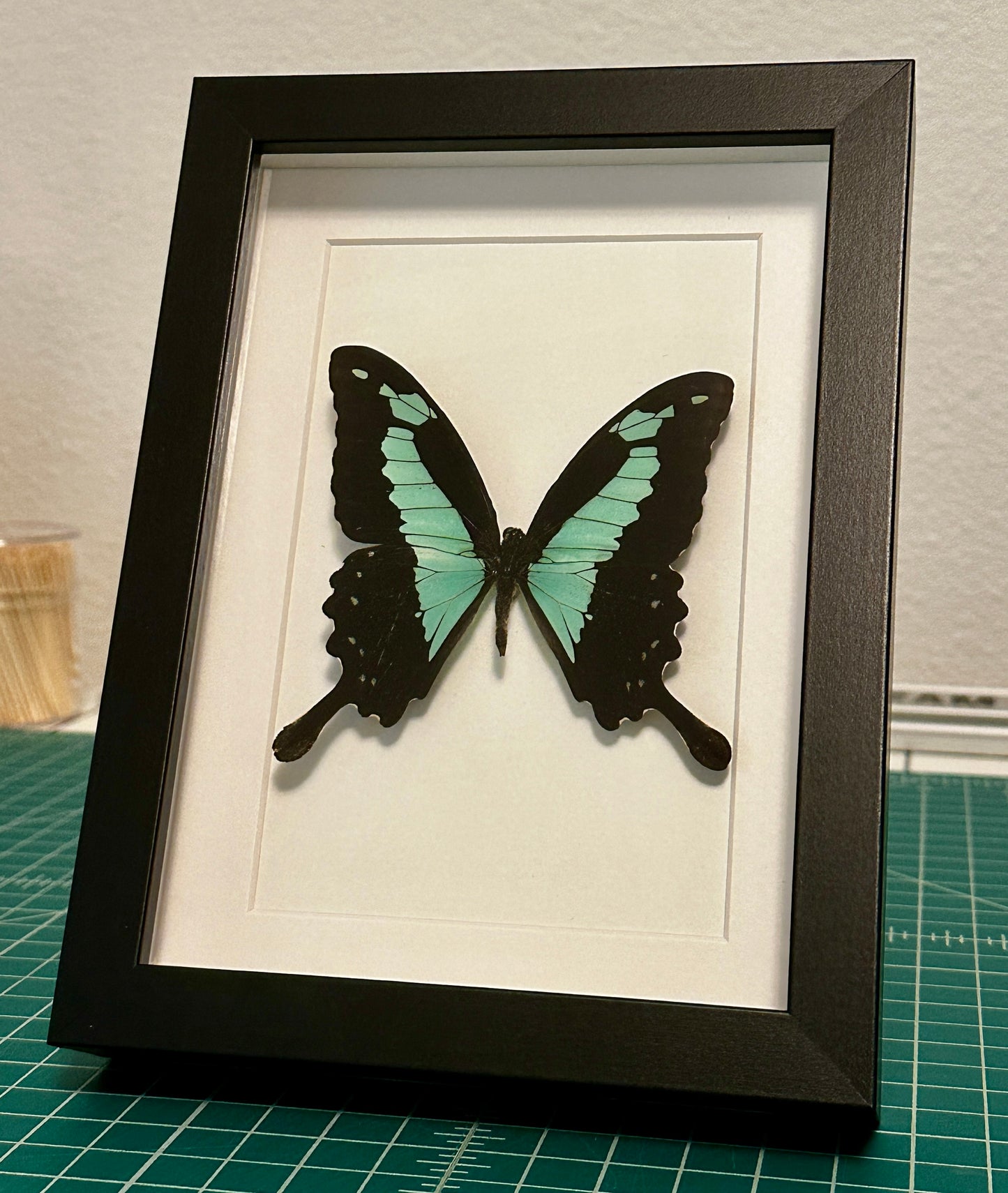 Green Apple Swallowtail Butterfly