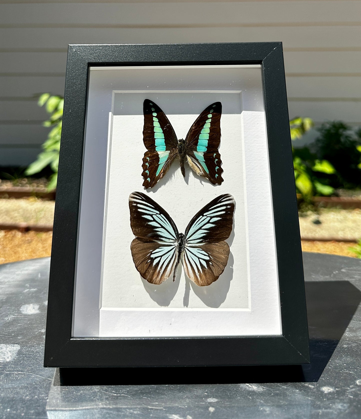 Blue Wonderer and Great Jay Butterfly
