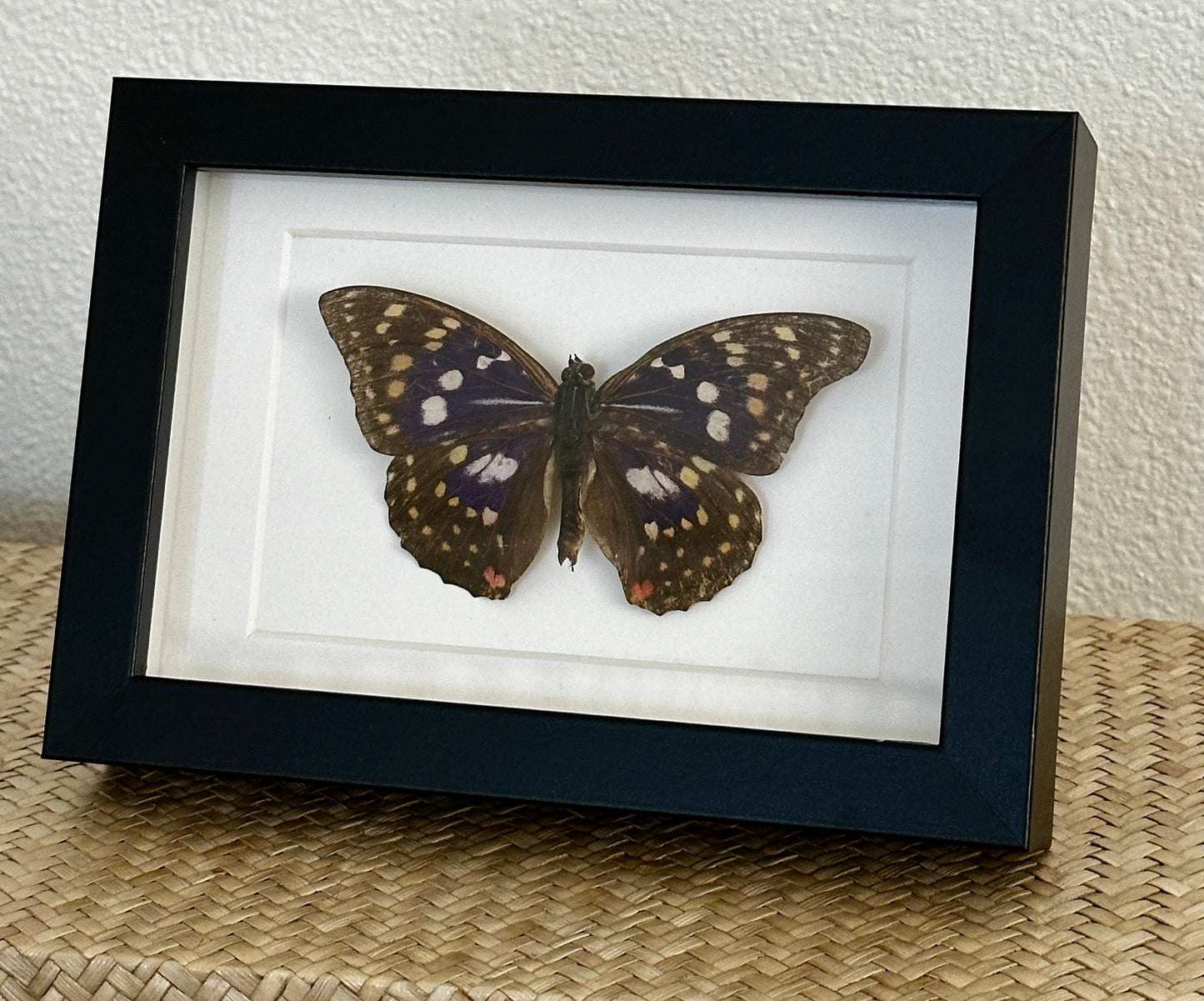 Great Purple Emperor Butterfly