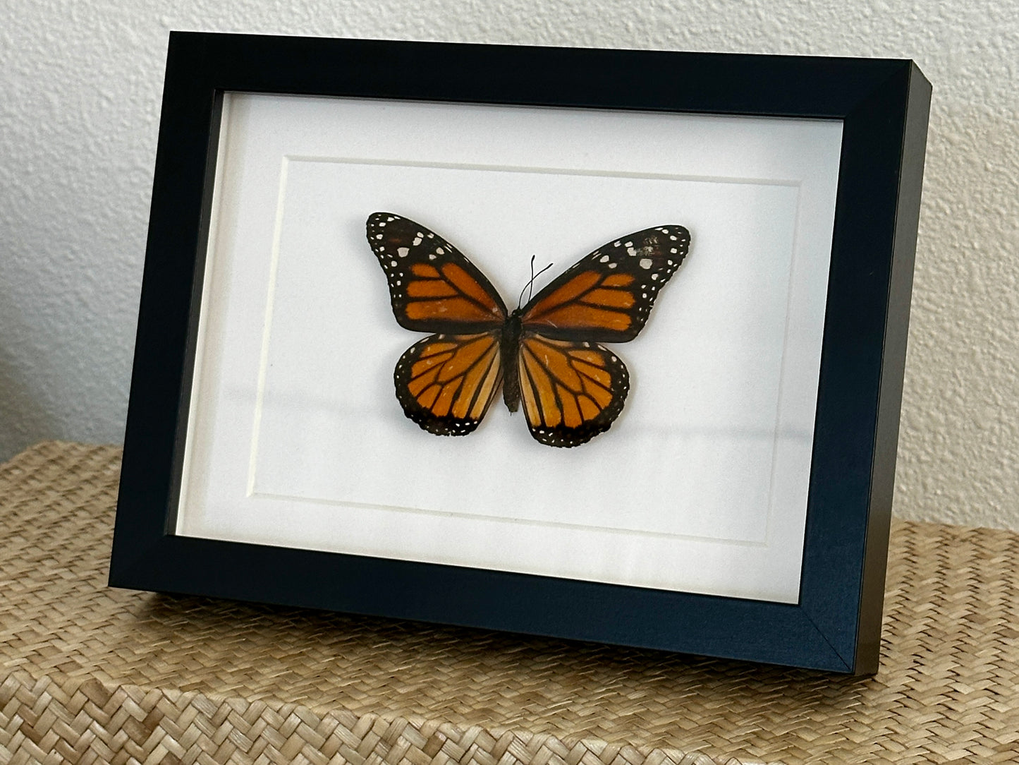 Monarch Butterfly