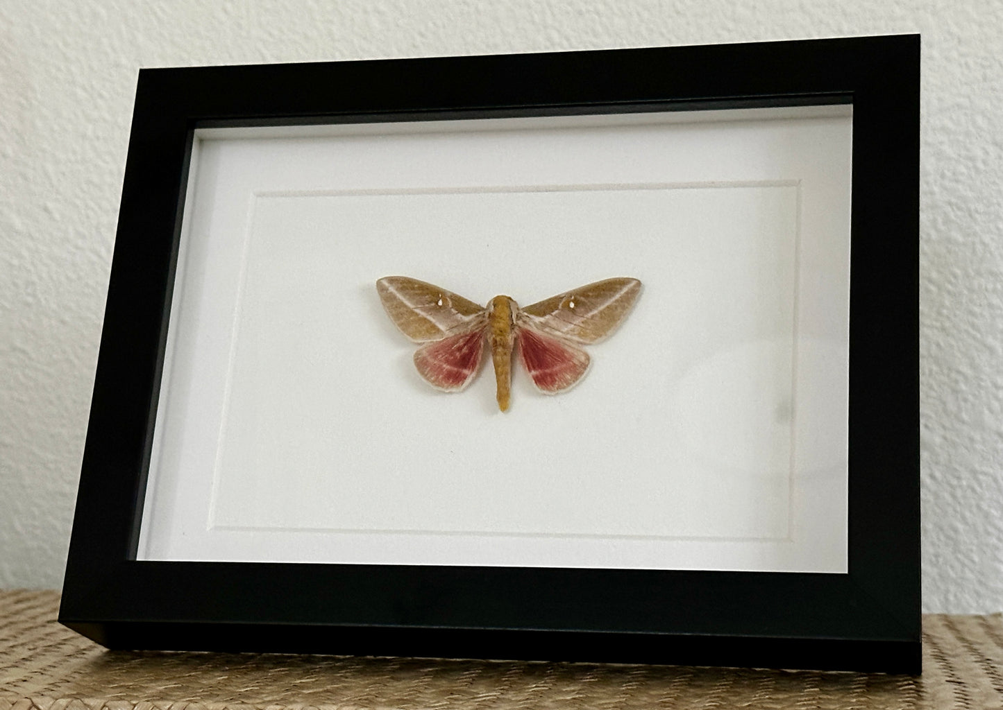 Pink Saturn Moth