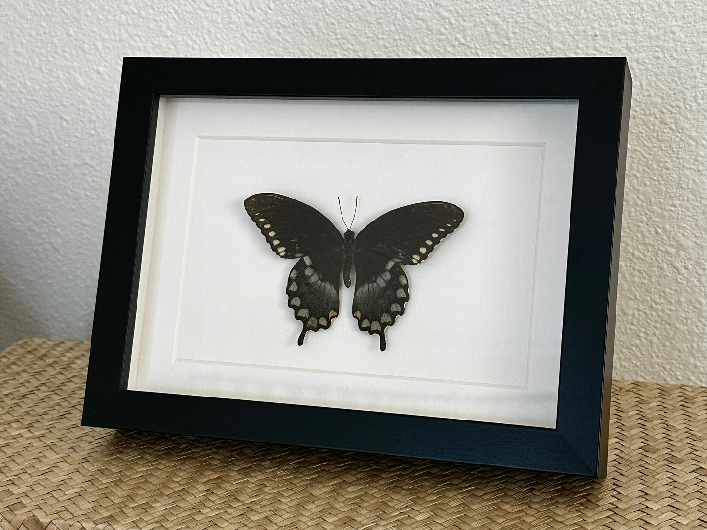 Spicebush Swallowtail Butterfly