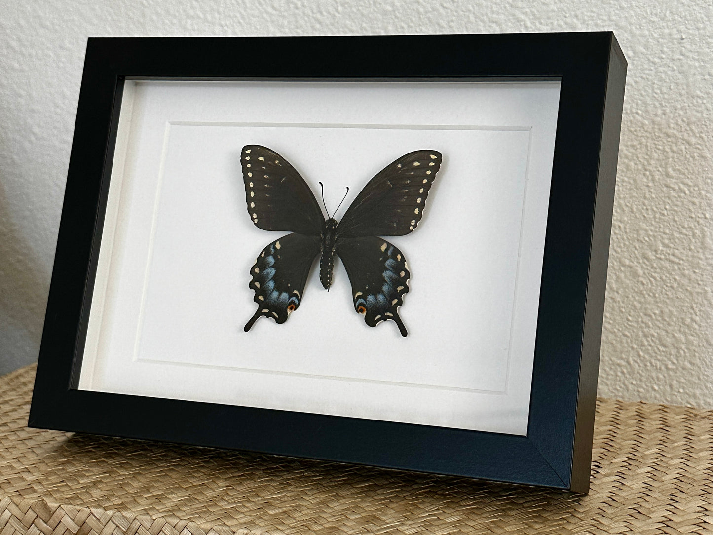 Pipevine Swallowtail Butterfly