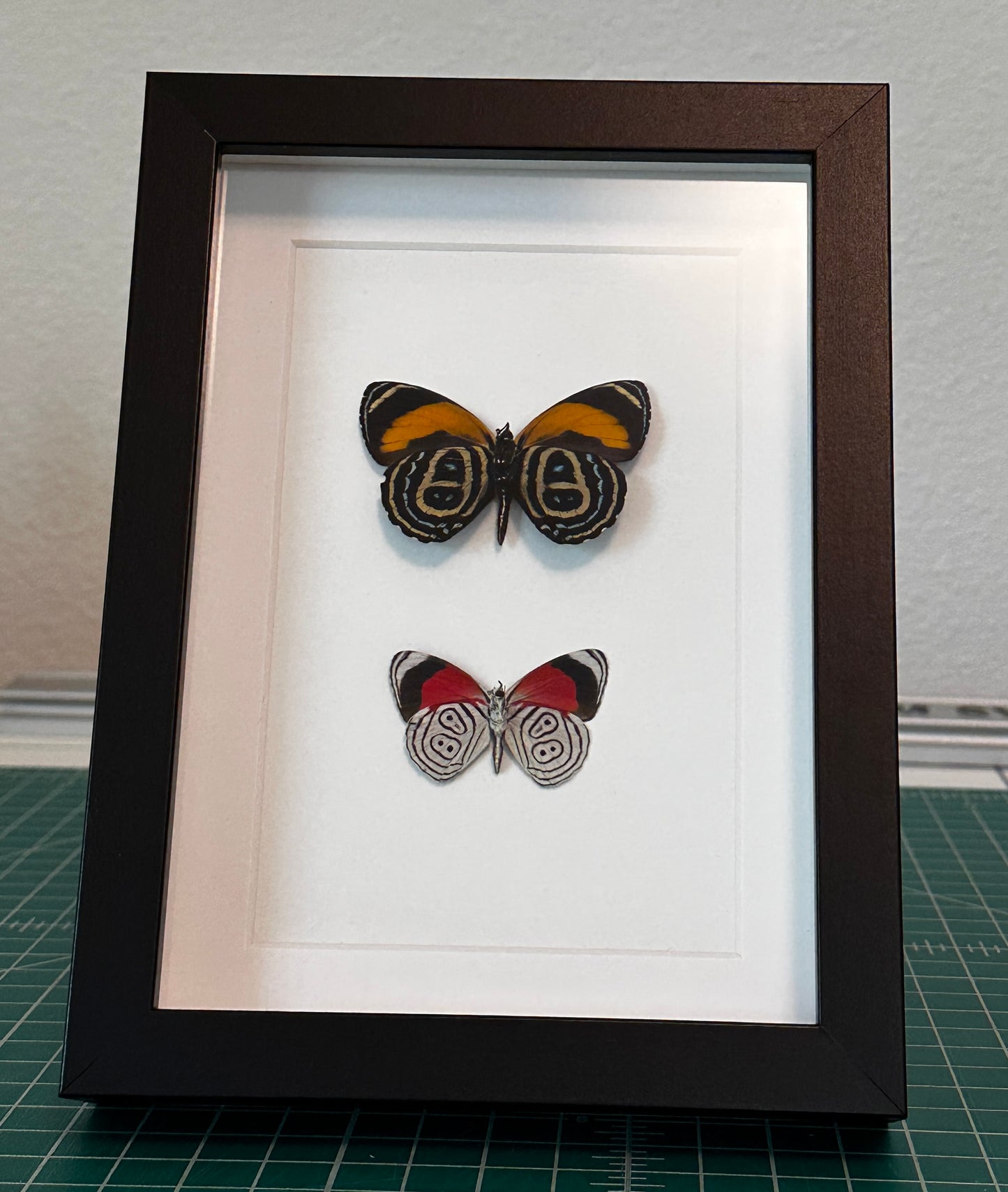 Supurb Numberwing and Cramer's 88 Butterflies