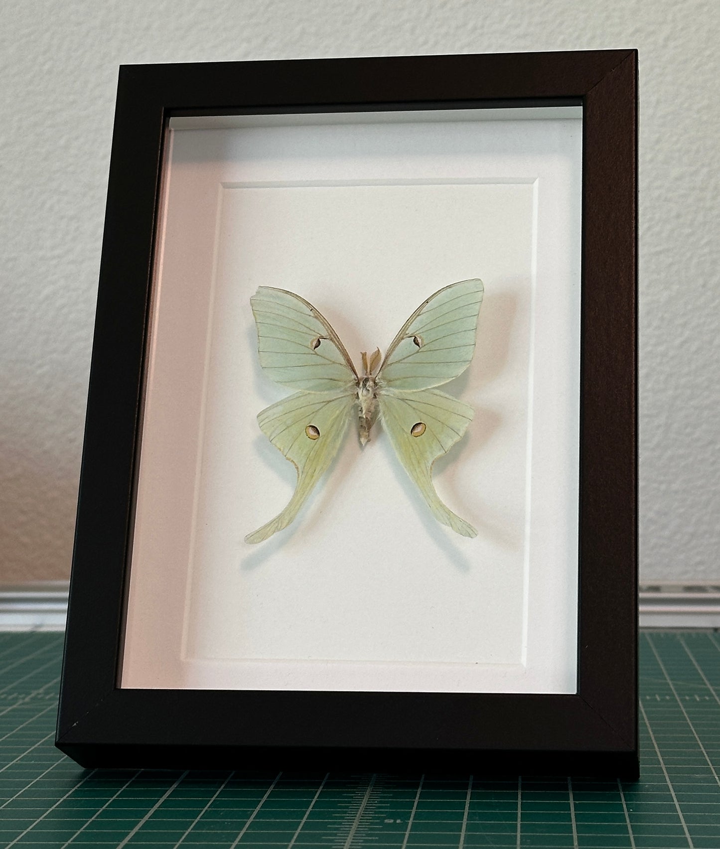 Luna Moth