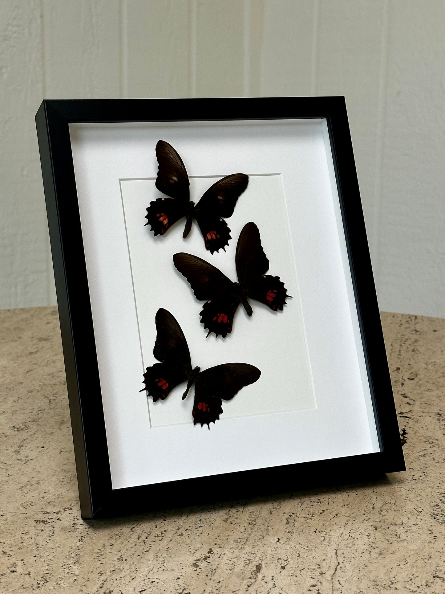 Three Ruby- Patched Swallowtails