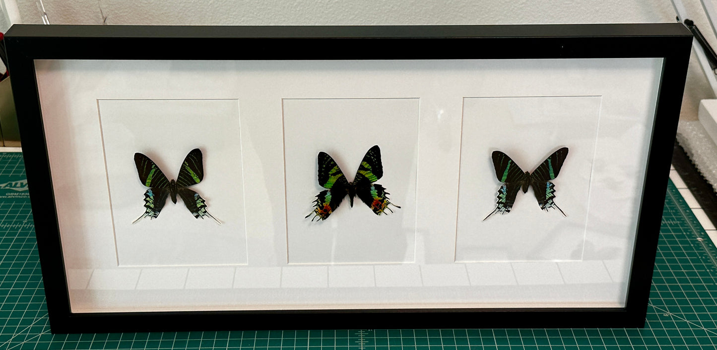 Two Green-Banded Uranias and a Madagascar Sunset Moth