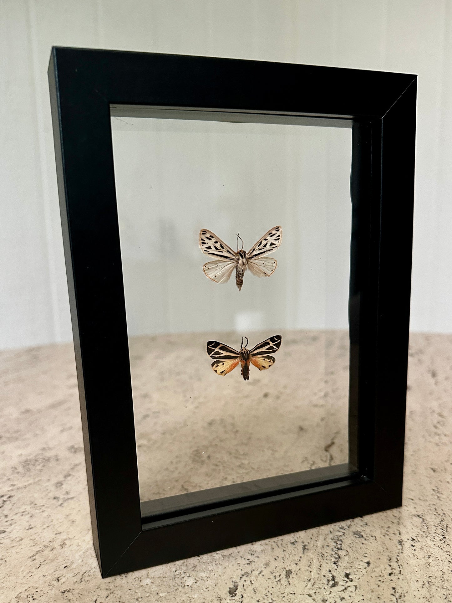 Two Tiger Moths