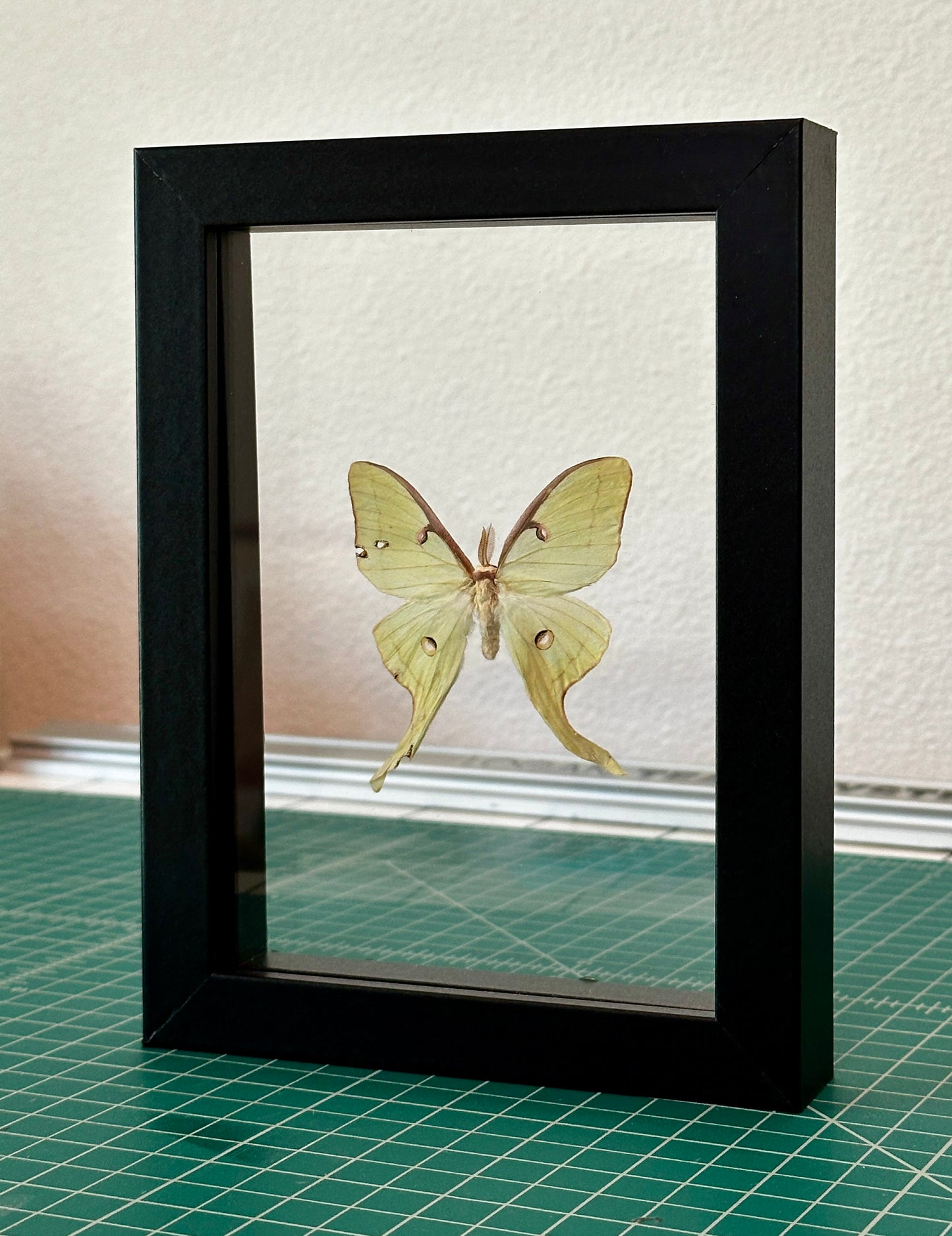 Kintsugi Luna Moth in Floating Frame