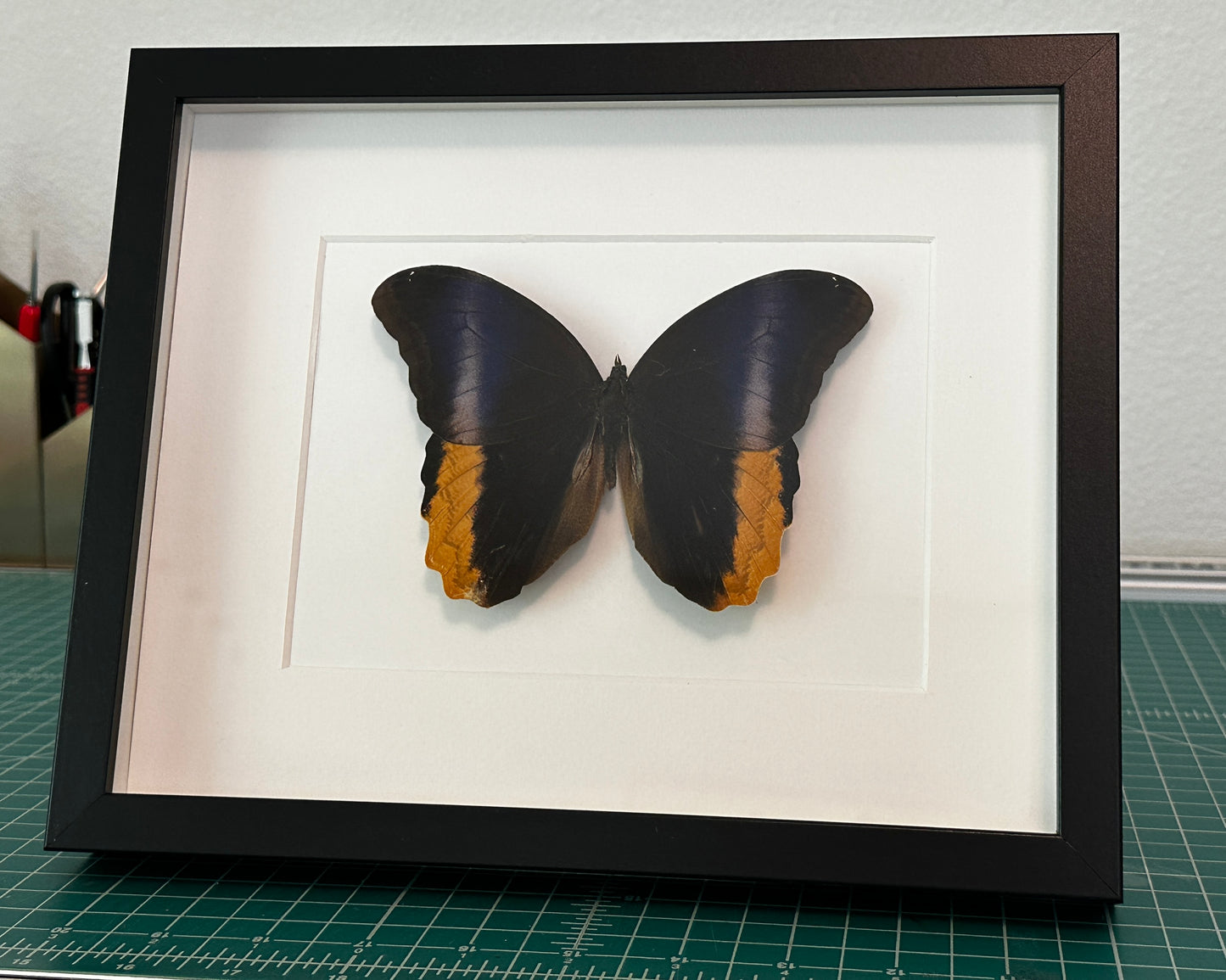 Yellow Edged Giant Owl Butterfly