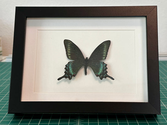Alpine Black Swallowtail