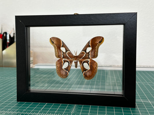 Cincta Silk Moth in floating frame